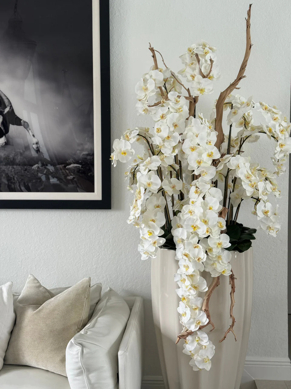 Phalaenopsis