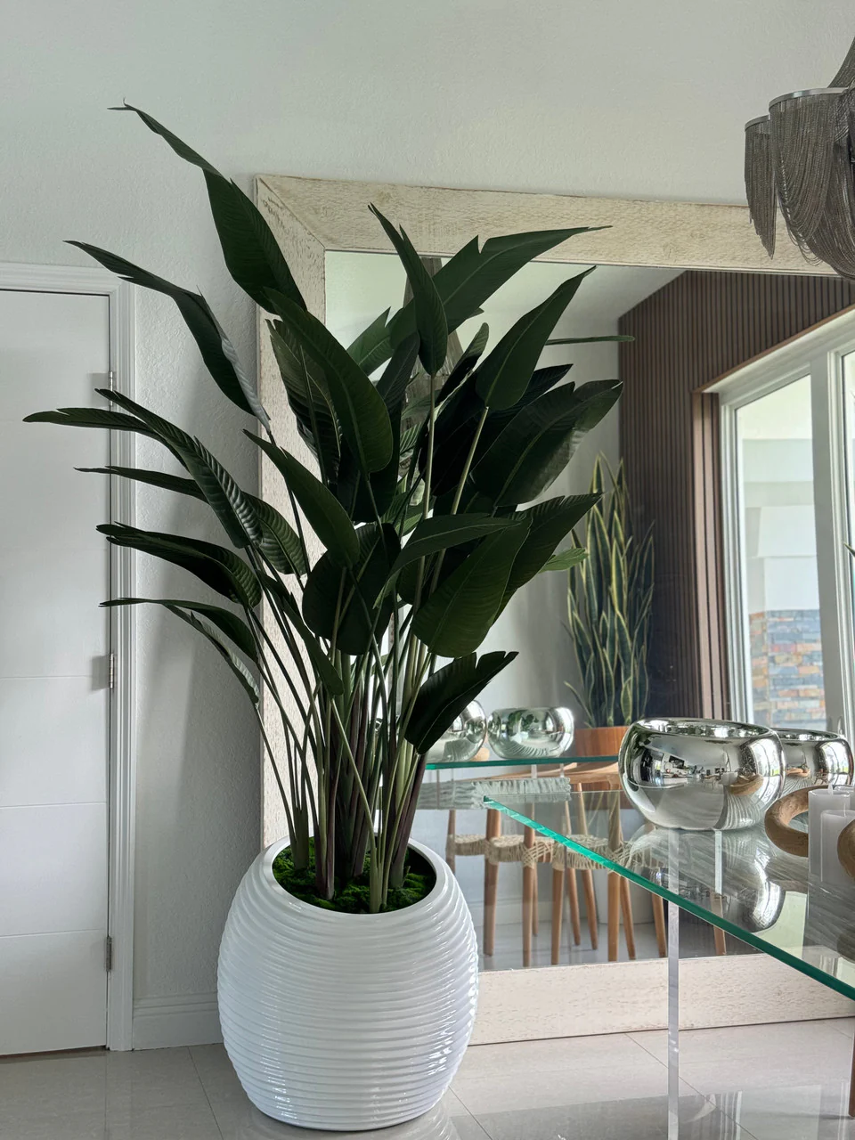 Bird of Paradise in White Spiral Planter