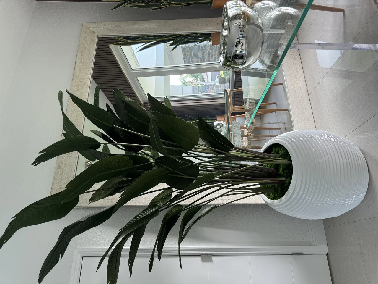 Bird of Paradise in White Spiral Planter