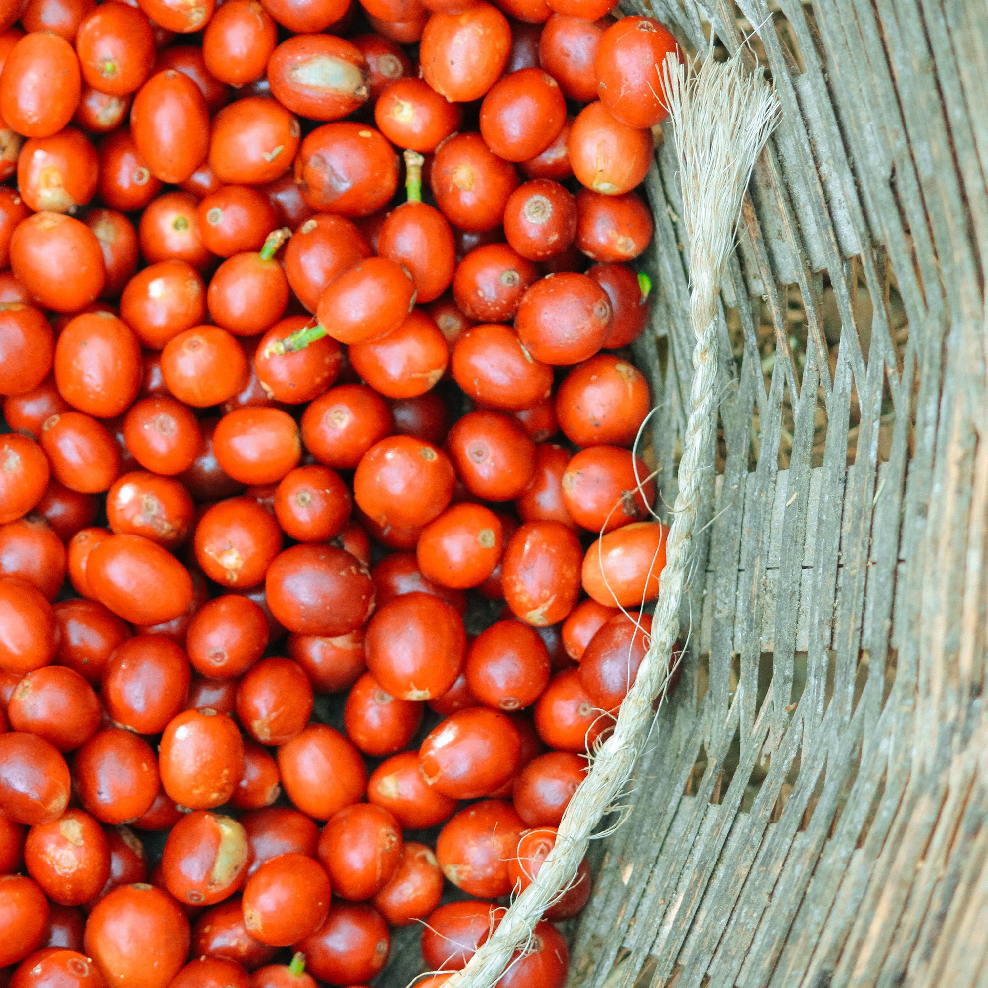 Counter Culture Coffee Big Trouble Blend Coffee Beans