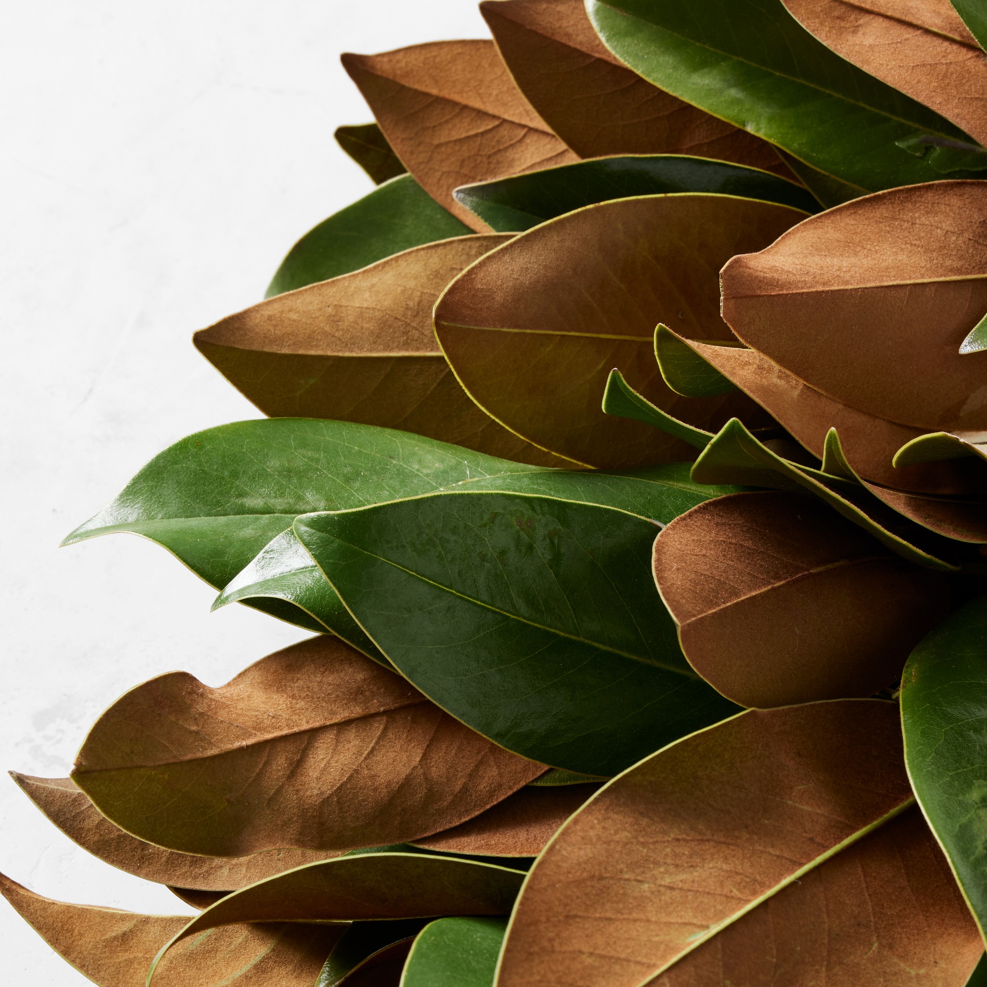 Magnolia Live Wreath & Garland