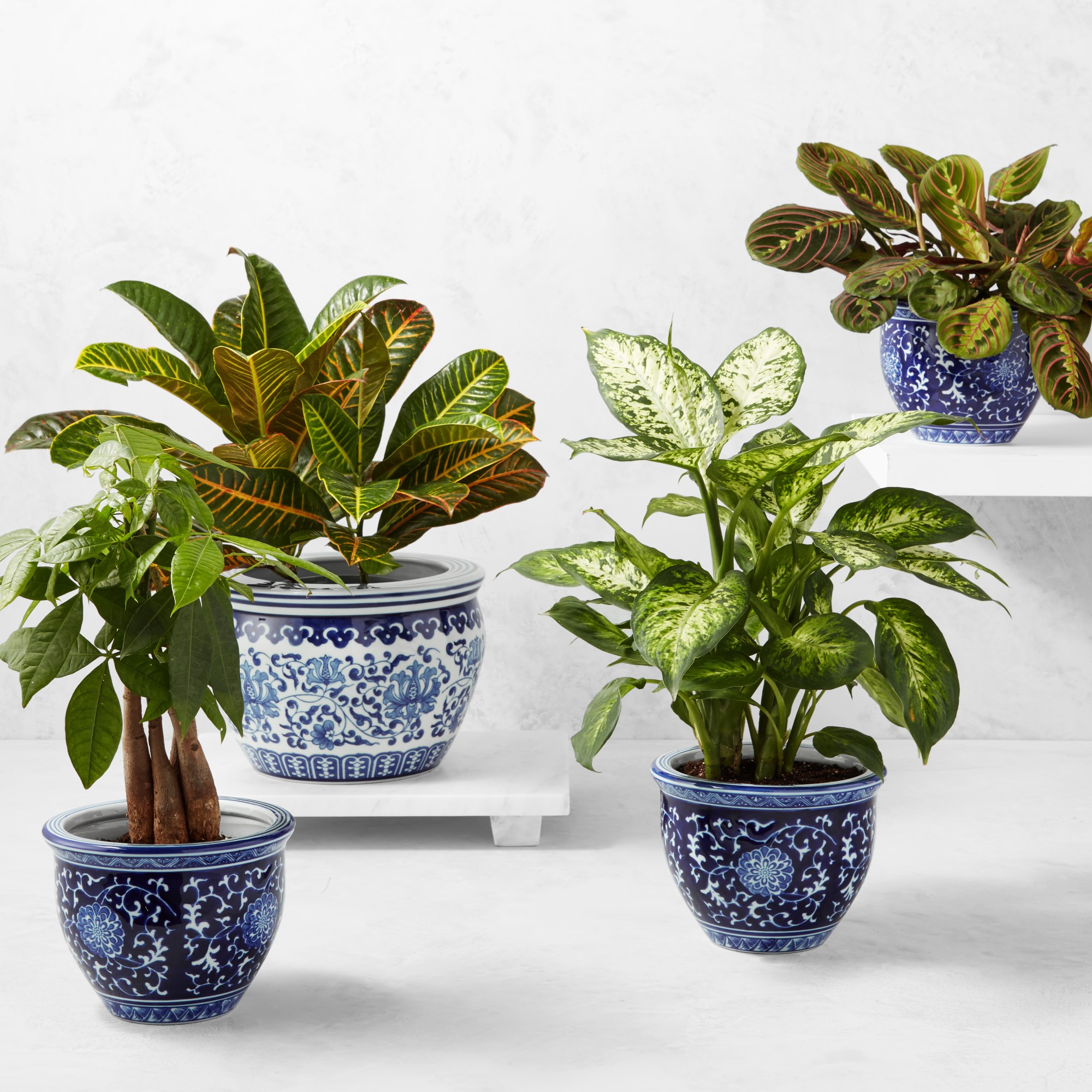 Live Croton House Plant, 16