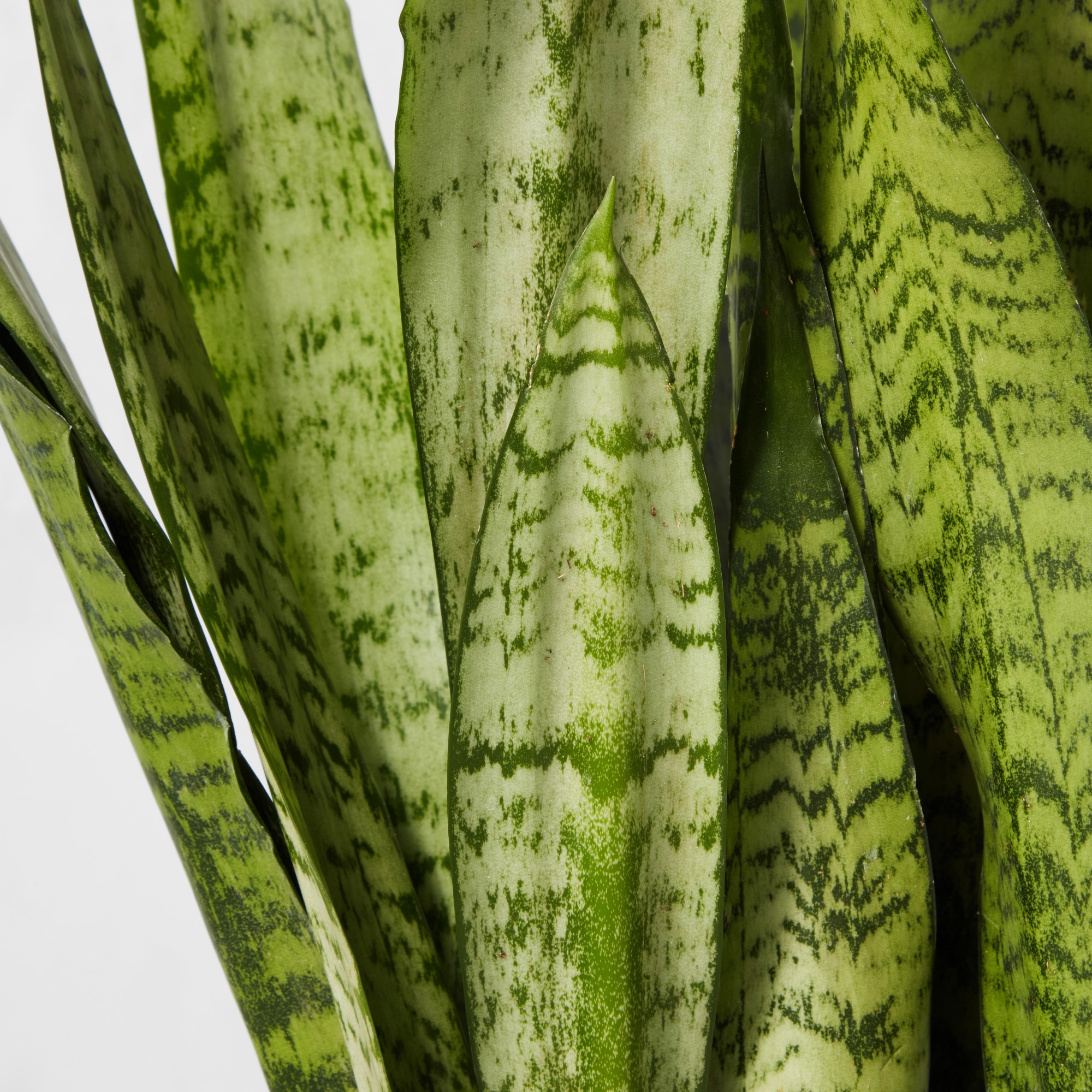Live Sansevieria Snake House Plant, 16