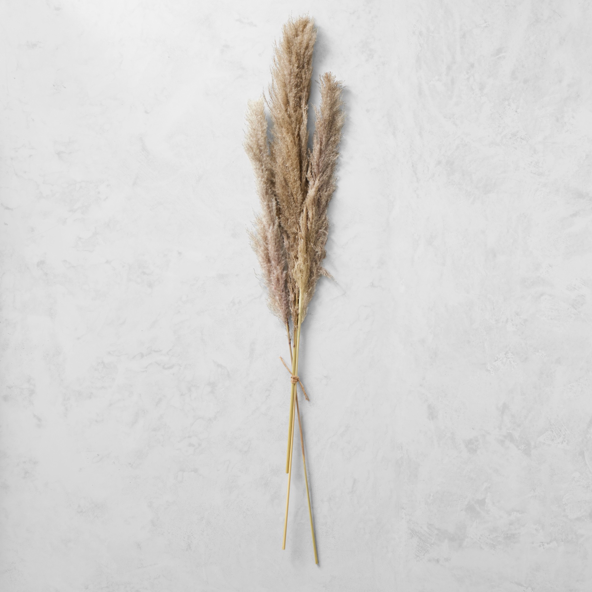 Dried Pampas Bunch, Set of 3