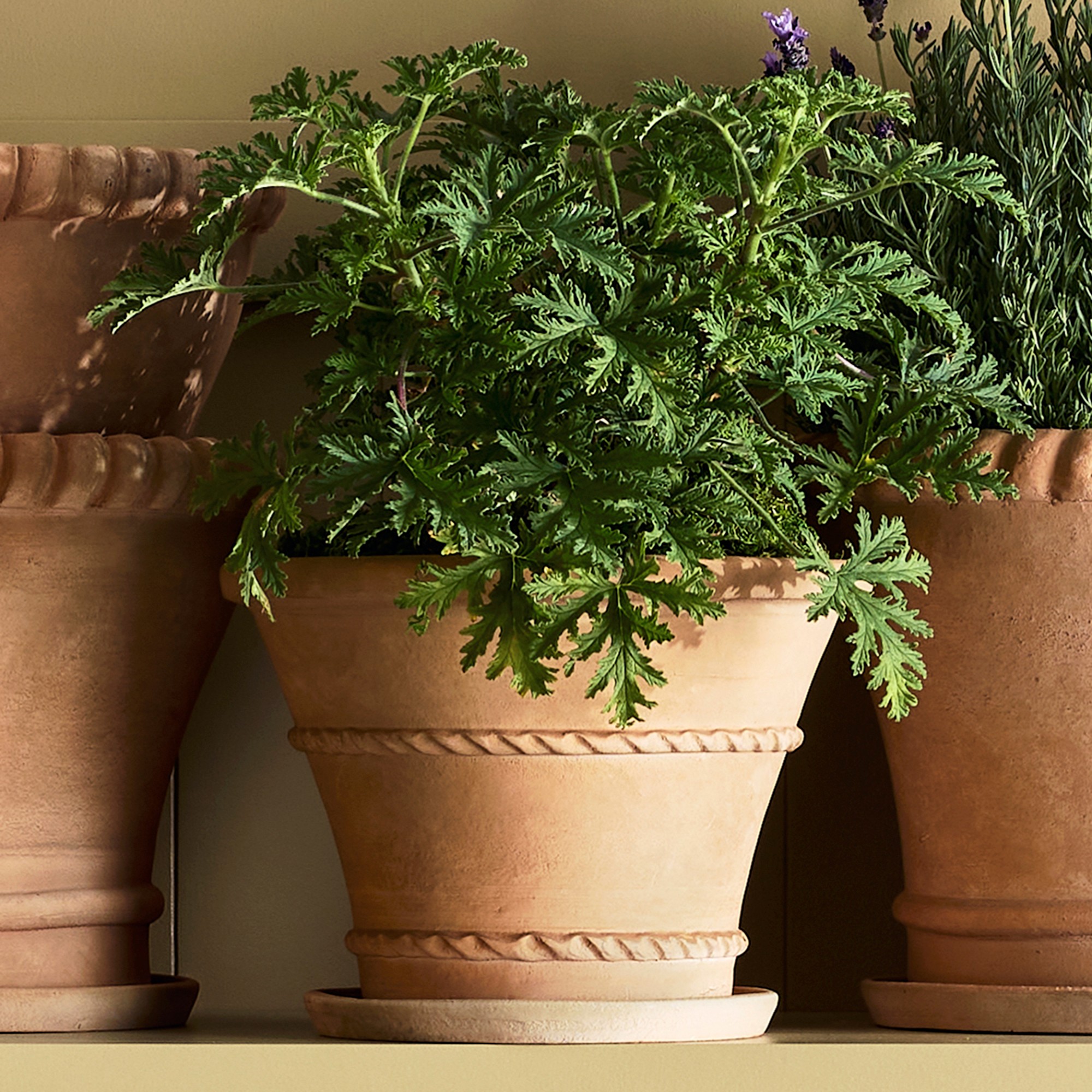 Williams Sonoma Terracotta Rope Planter
