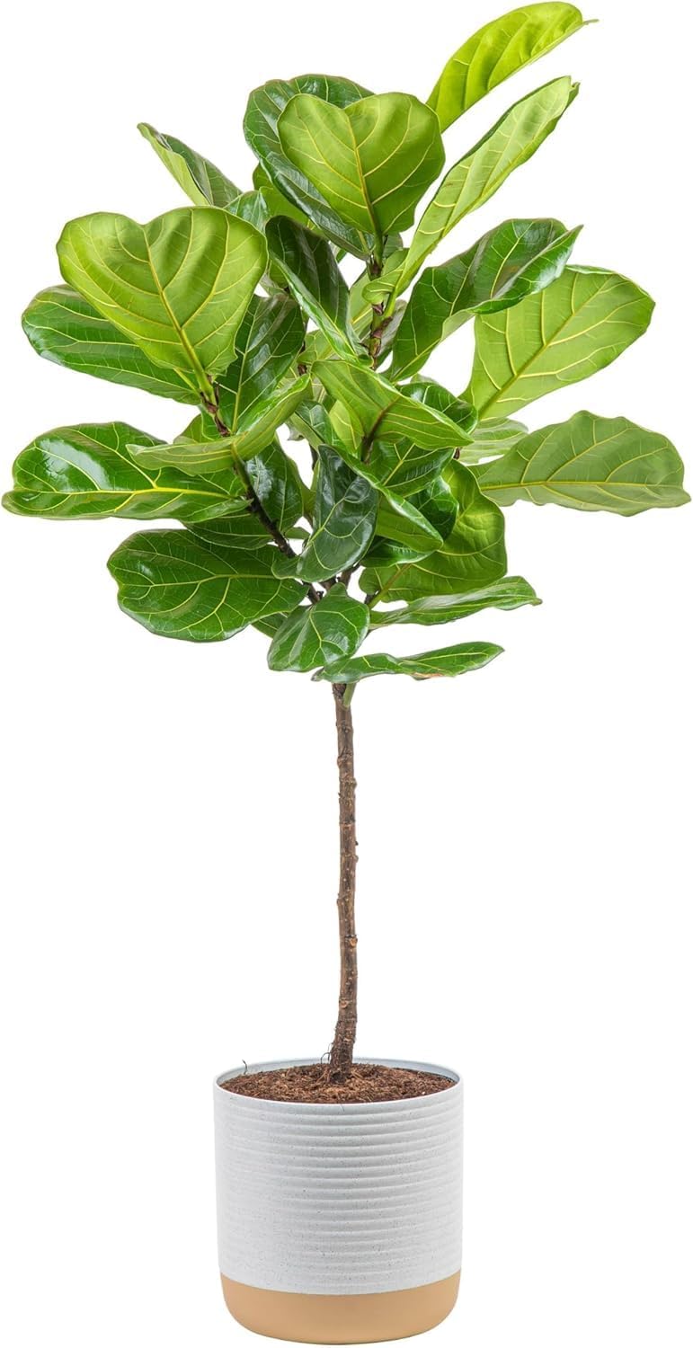 Costa Farms Fiddle Leaf Fig Tree. Ficus Lyrata Live Indoor Plant Potted in Indoor Garden Plant Pot. Potting Soil. Floor Houseplant Gift for Housewarming. Tropical Home or Room Decor. 3-4 Feet Tall