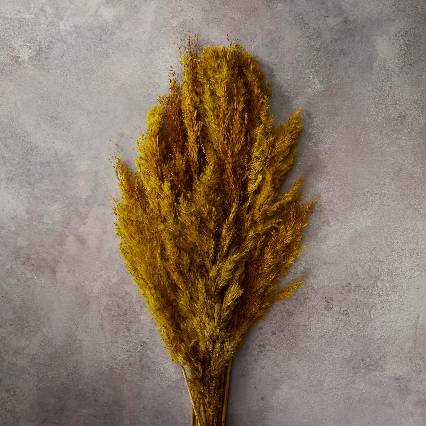 Rowan Pampas Grass