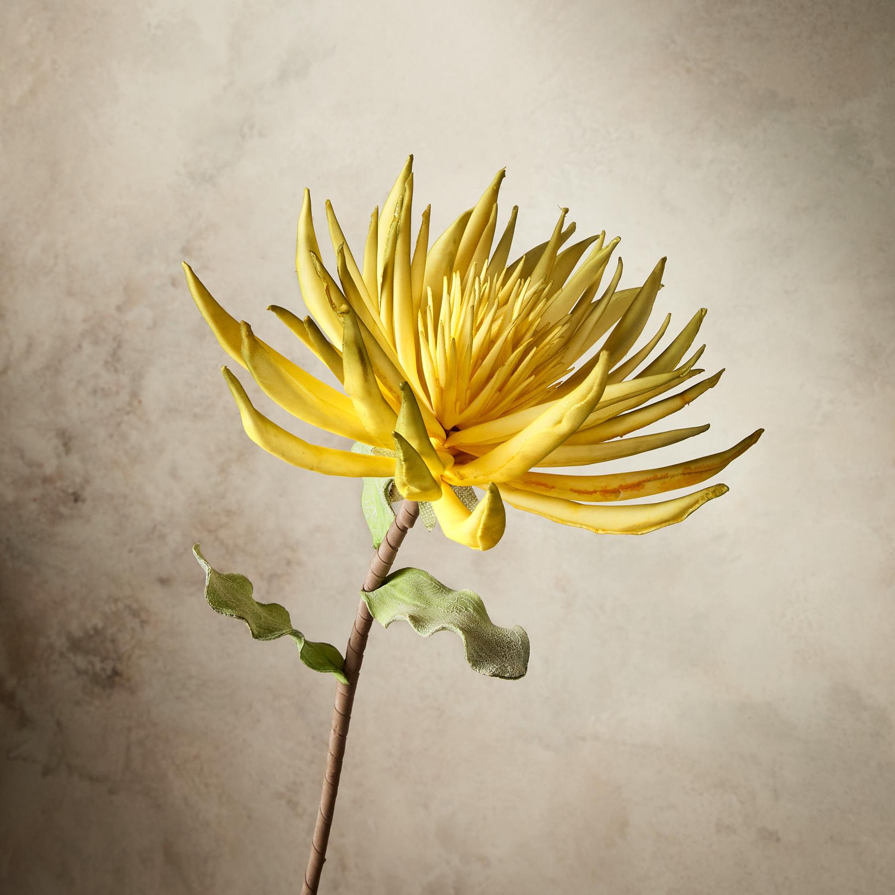 Bountiful Botanicals