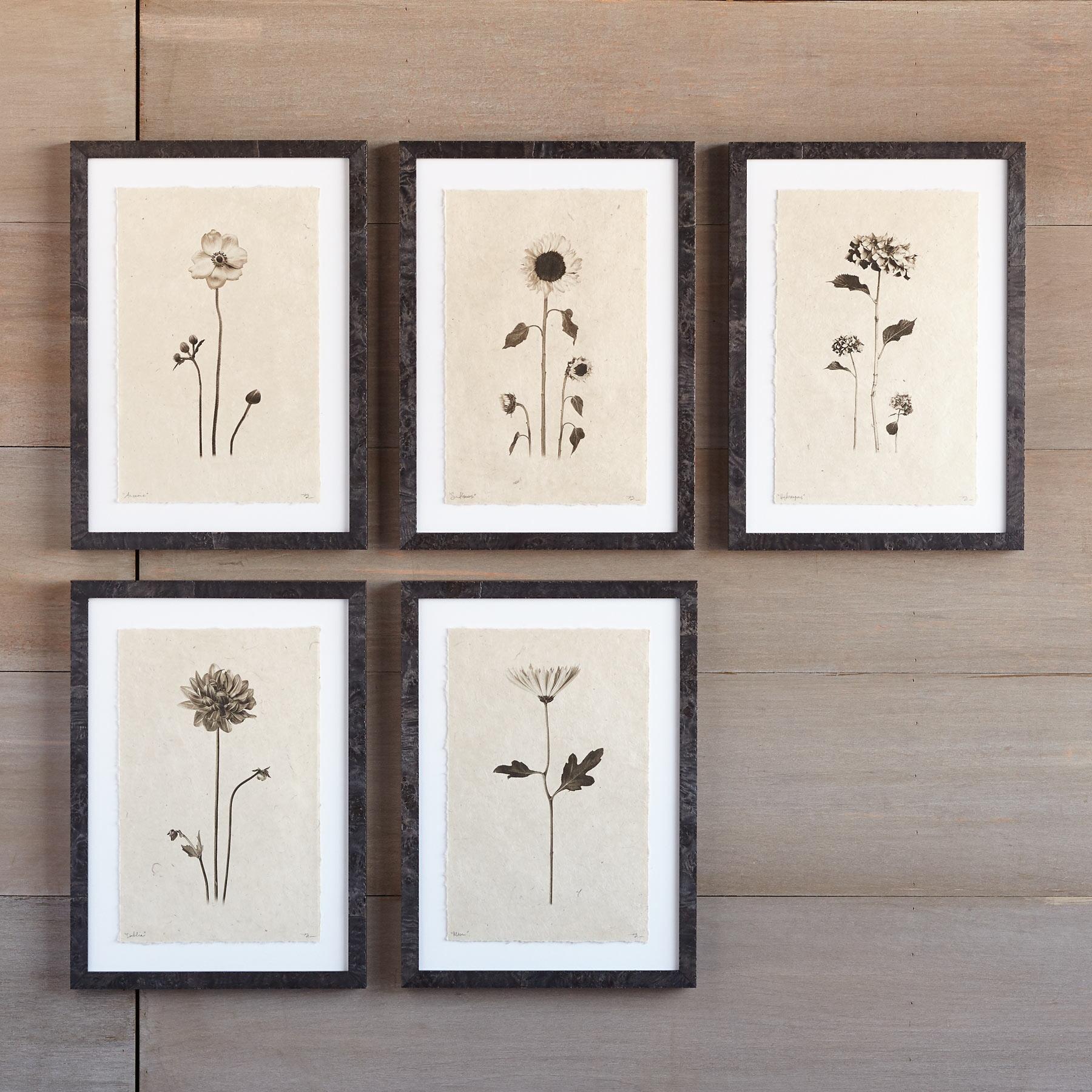 Flower Studies Print