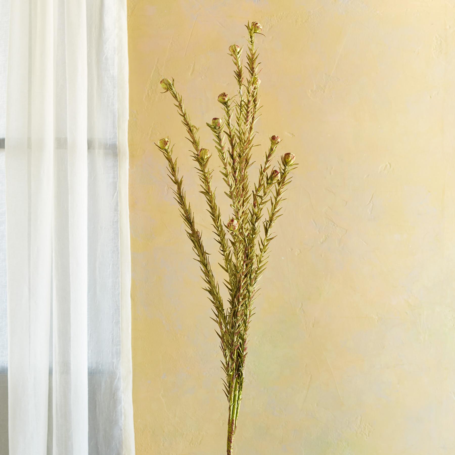 Bountiful Botanicals