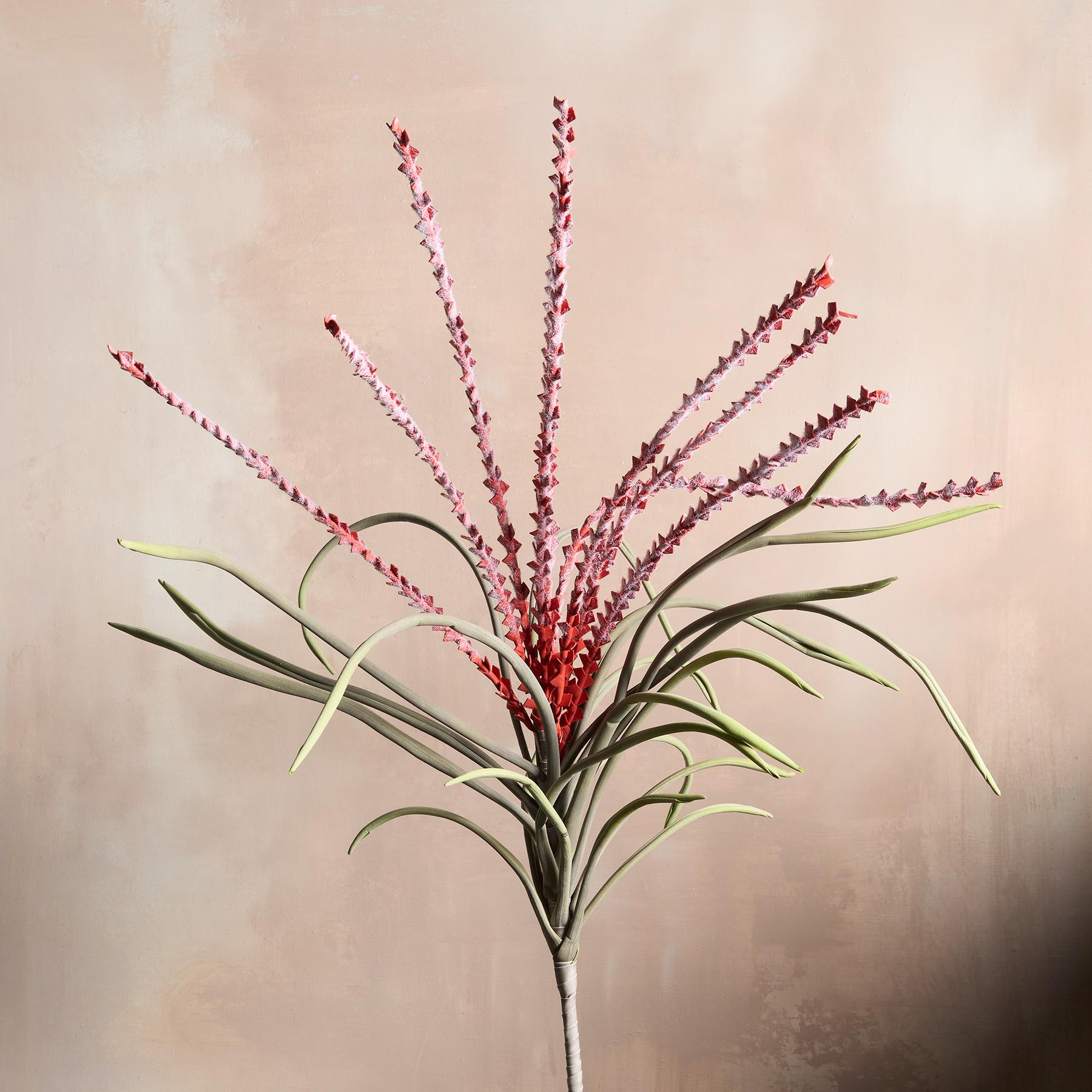 Bountiful Botanicals