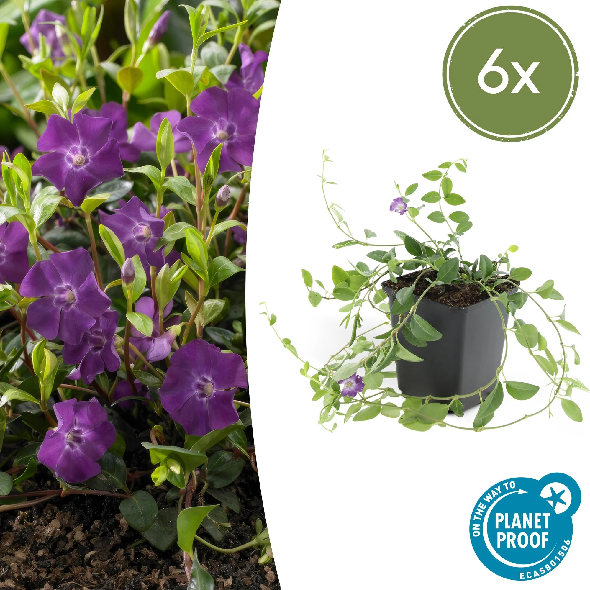 Petite Pervenche 'Atropurpurea'