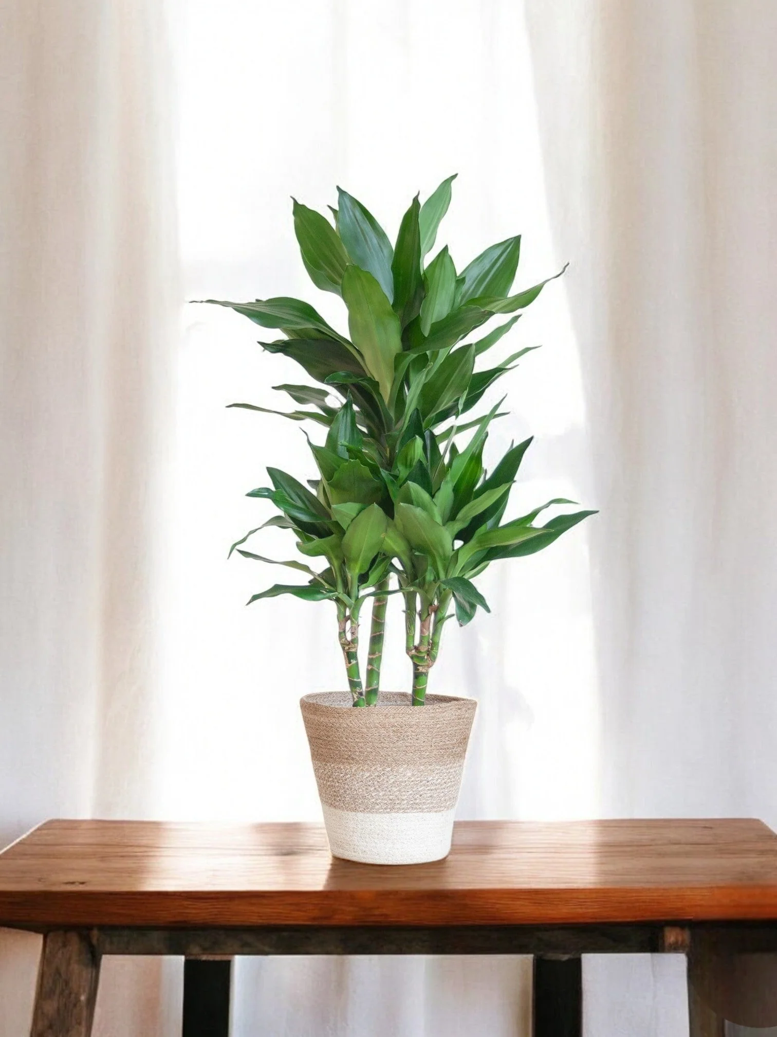 Dracaena Janet Lindt et son pot