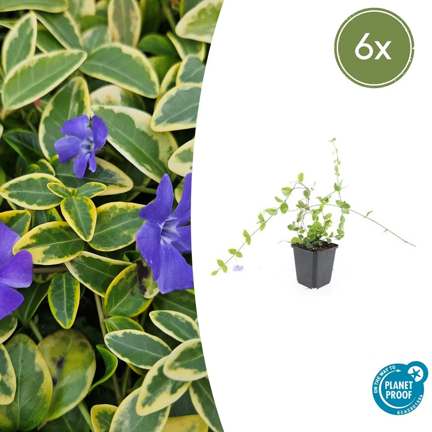 Petite Pervenche 'Blue and Gold'