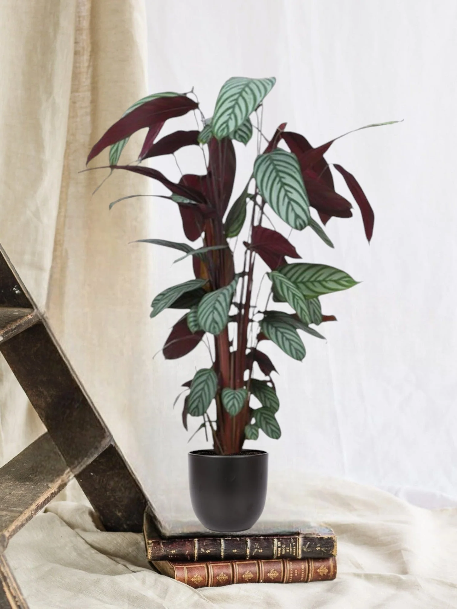 Ctenanthe Oppenheimiana et son pot