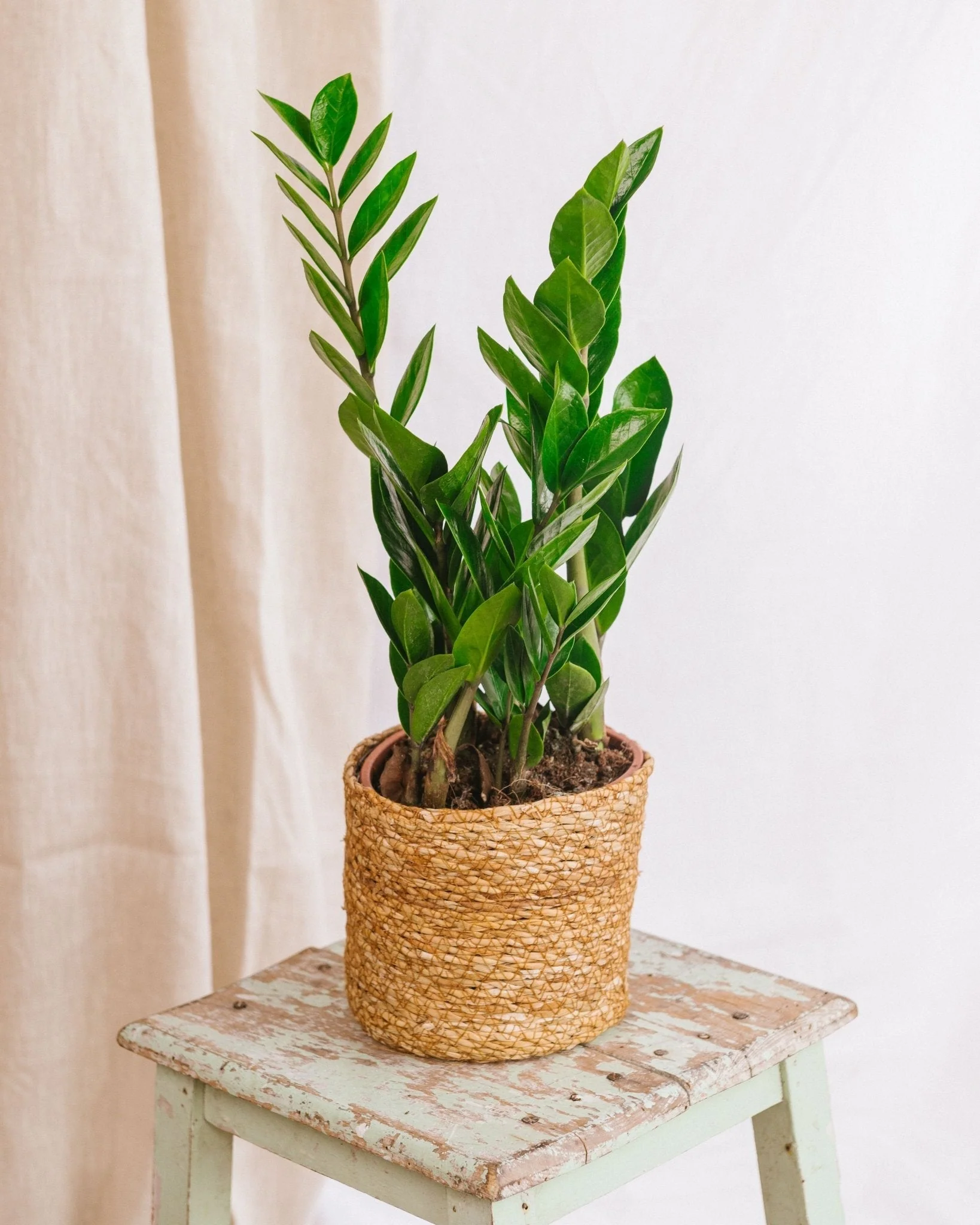 Zamioculcas zamiifolia