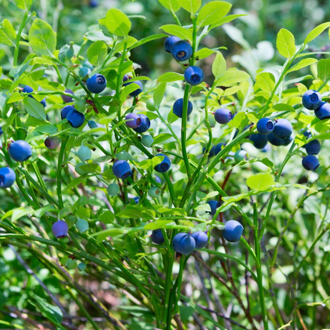 Myrtille Bio