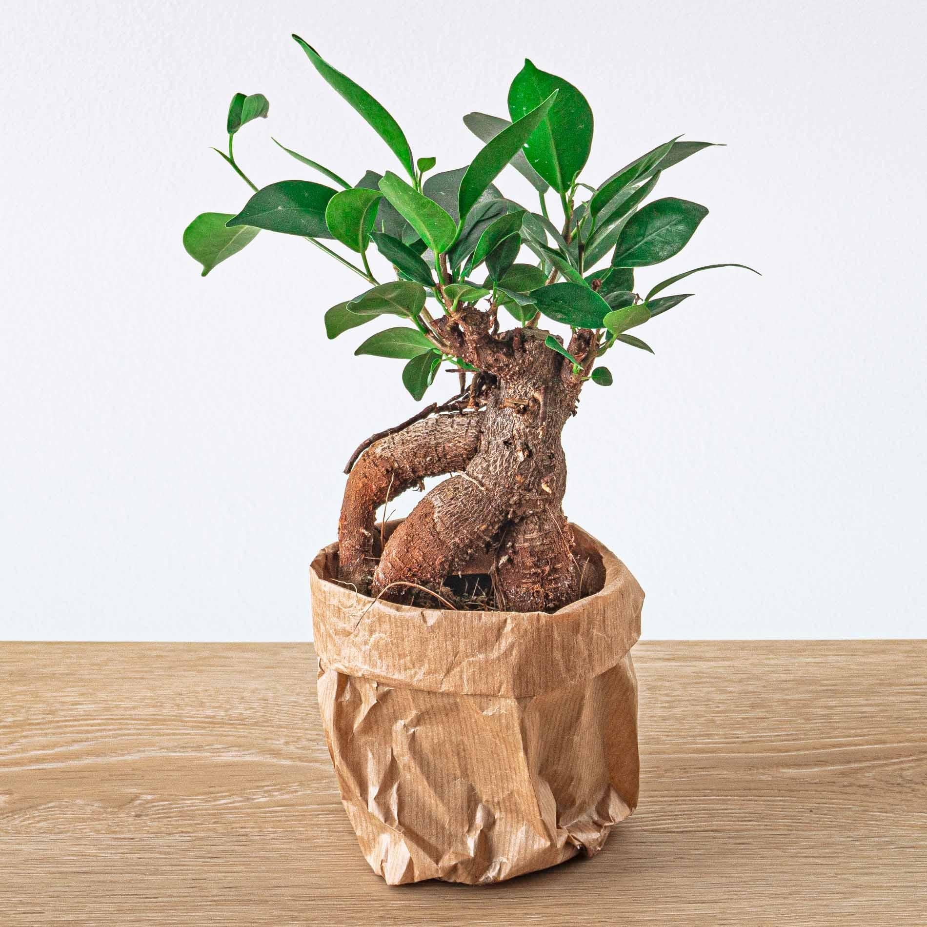 Ficus microcarpa ginseng