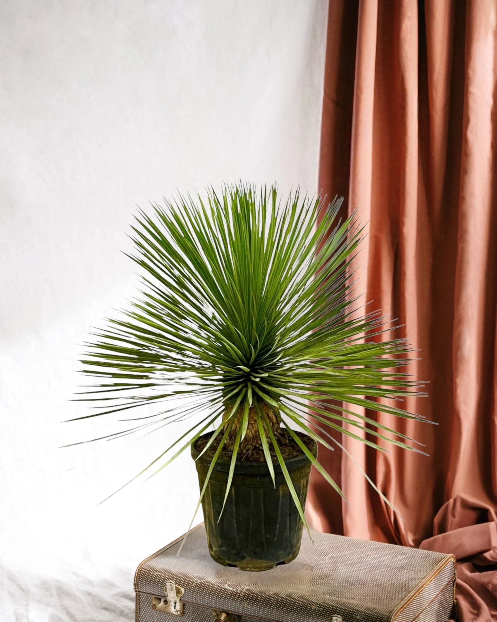 Yucca Rostrata