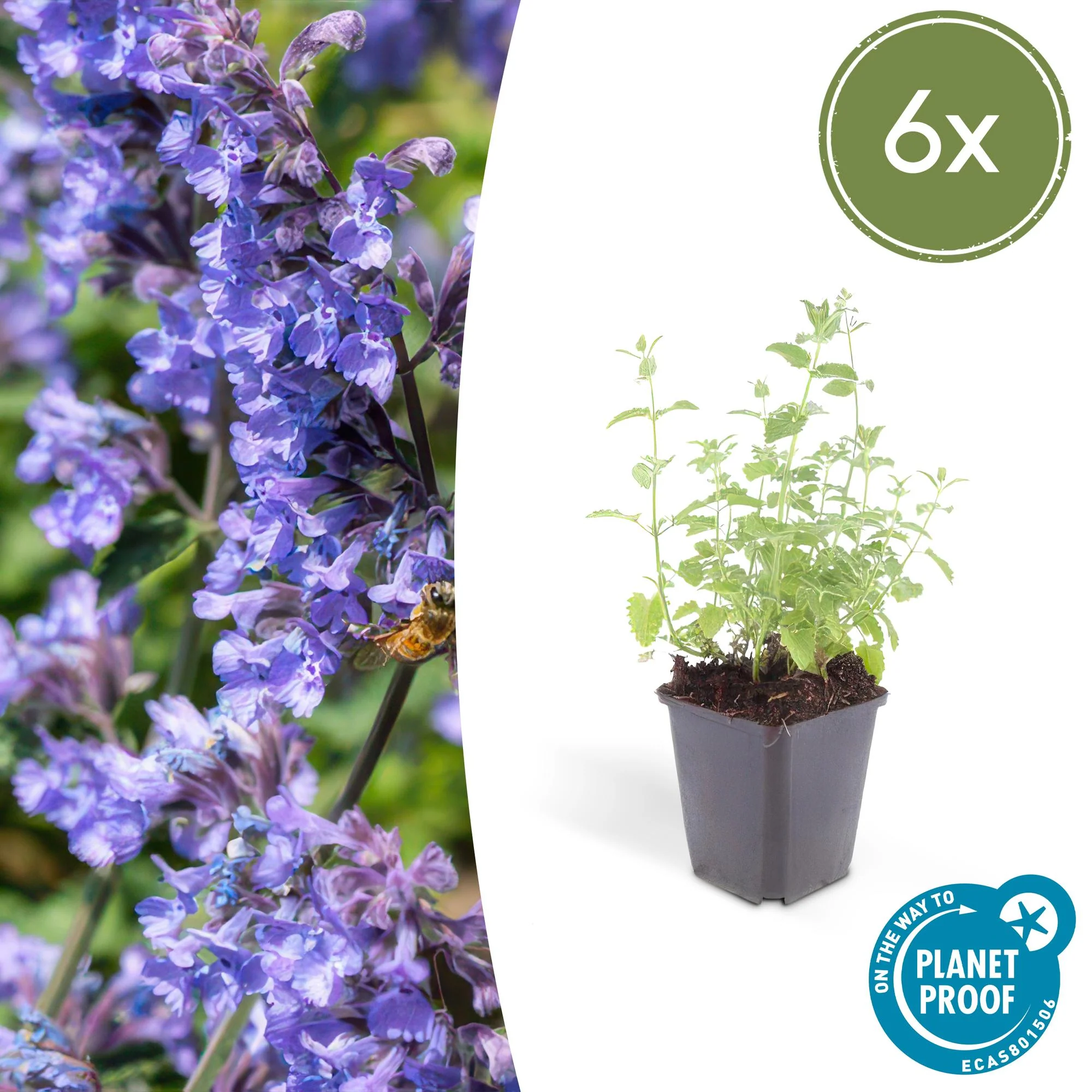 Nepeta 'Six Hills Giant'