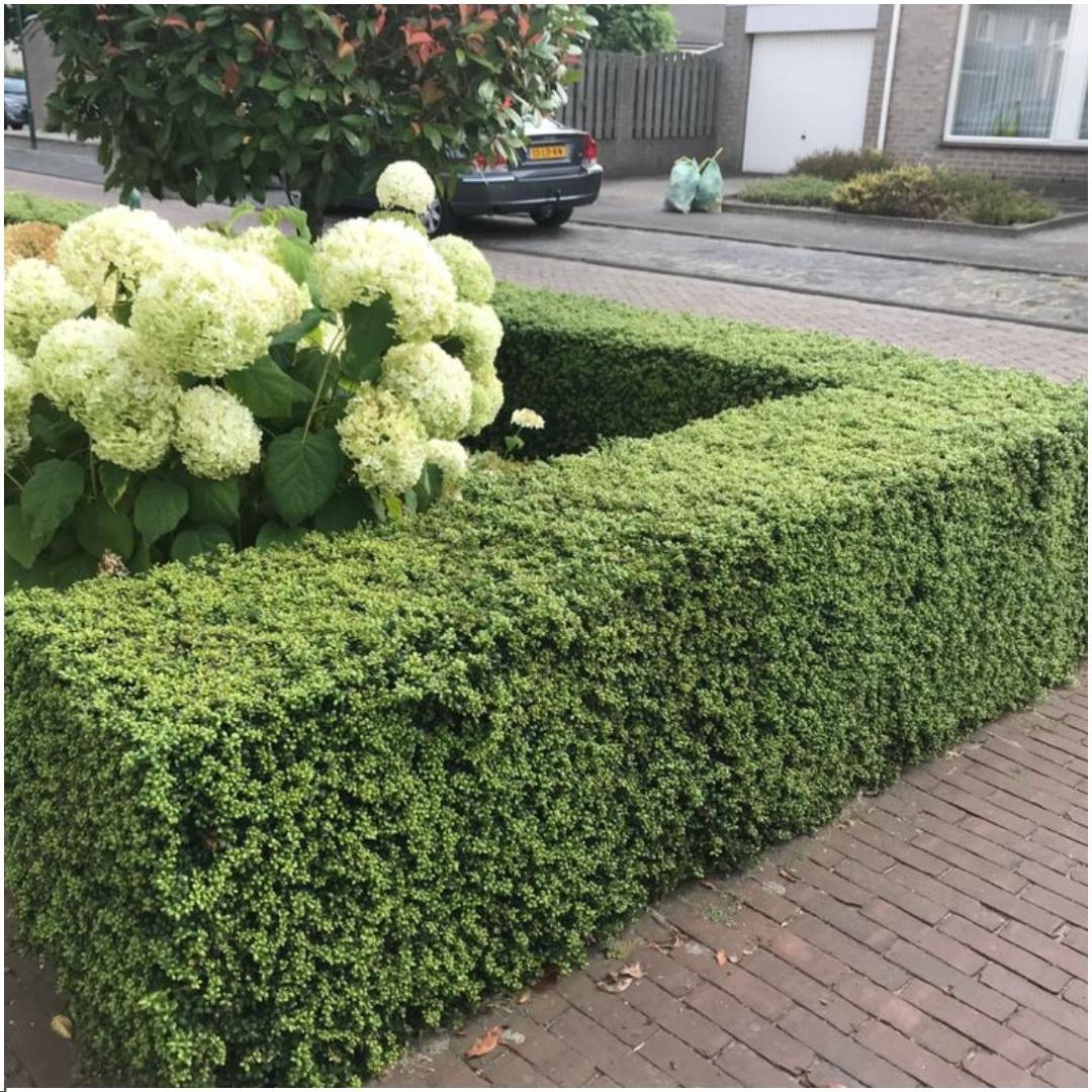 Ilex crenata 'Jenny' x 6 - 1m2