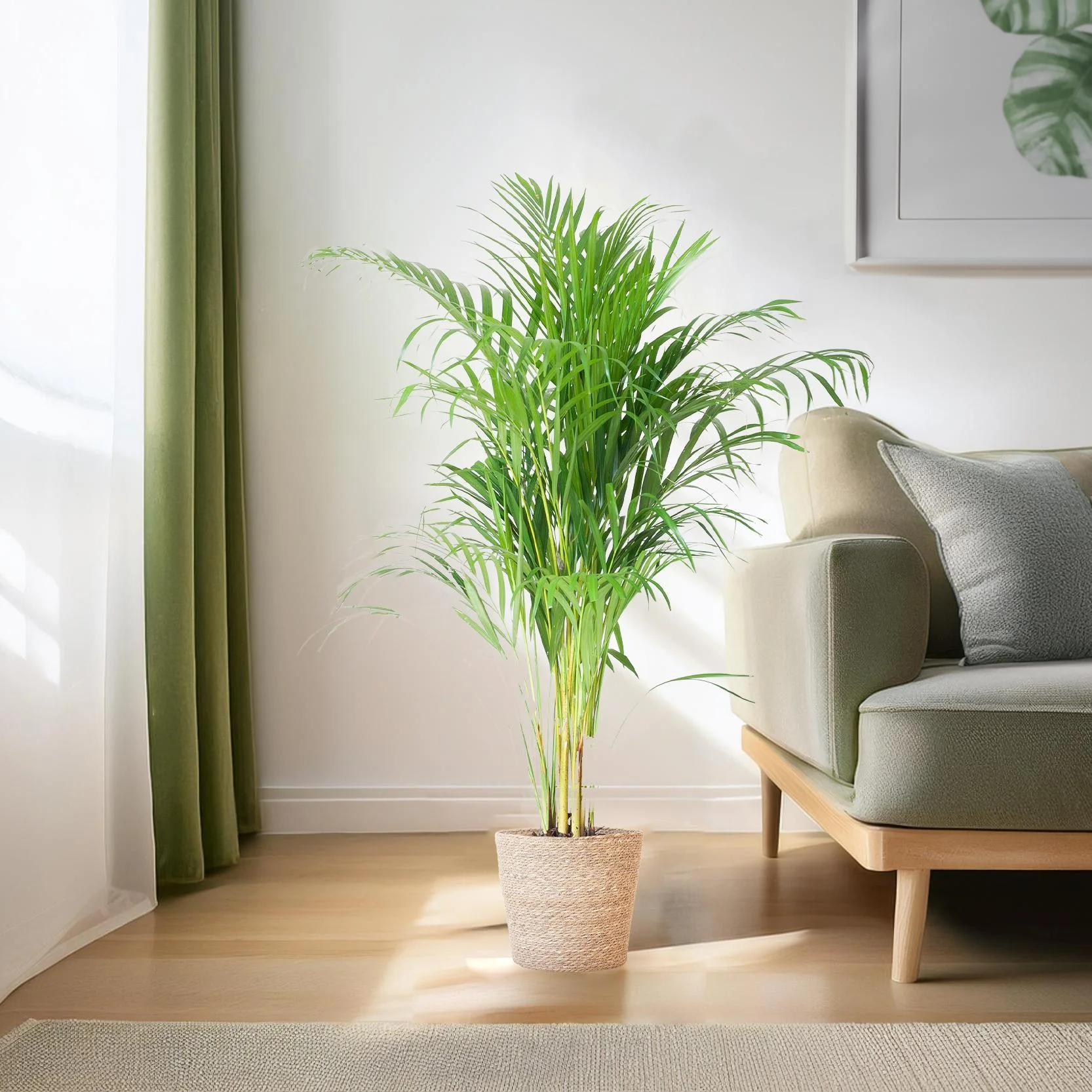 Palmier Areca et son pot