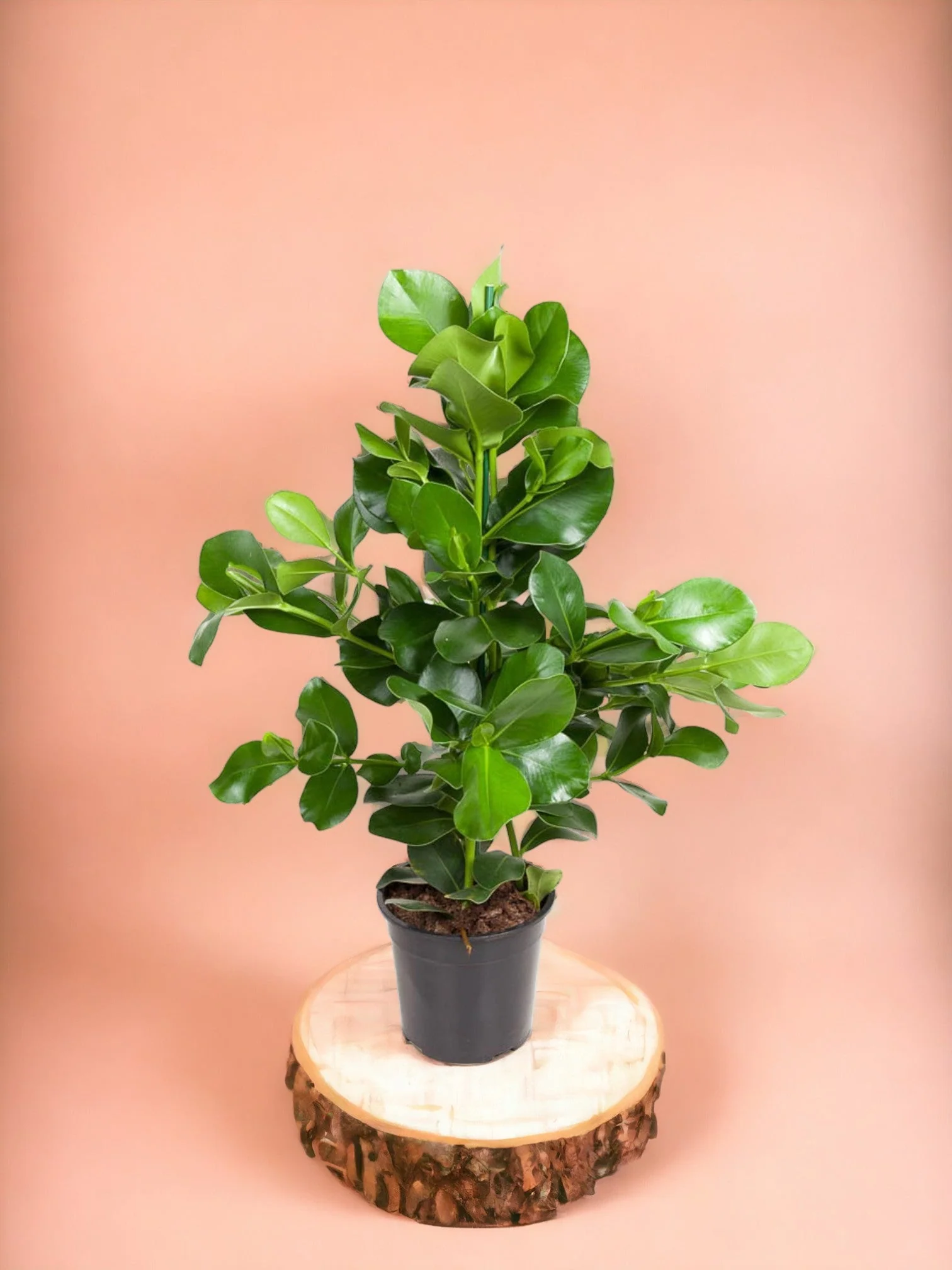 Clusia Rosea