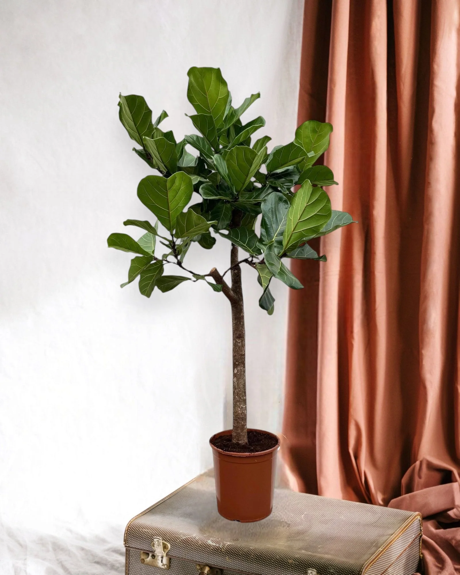 Ficus Lyrata boom - 160 cm - ø30