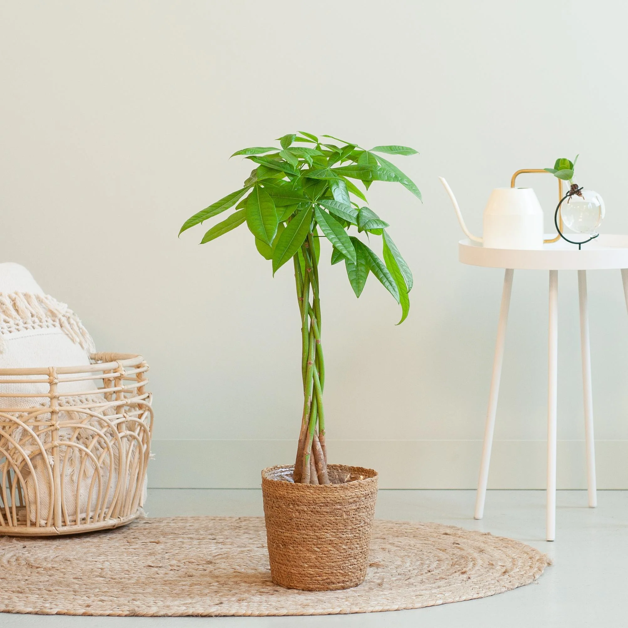 Pachira Aquatica et son pot
