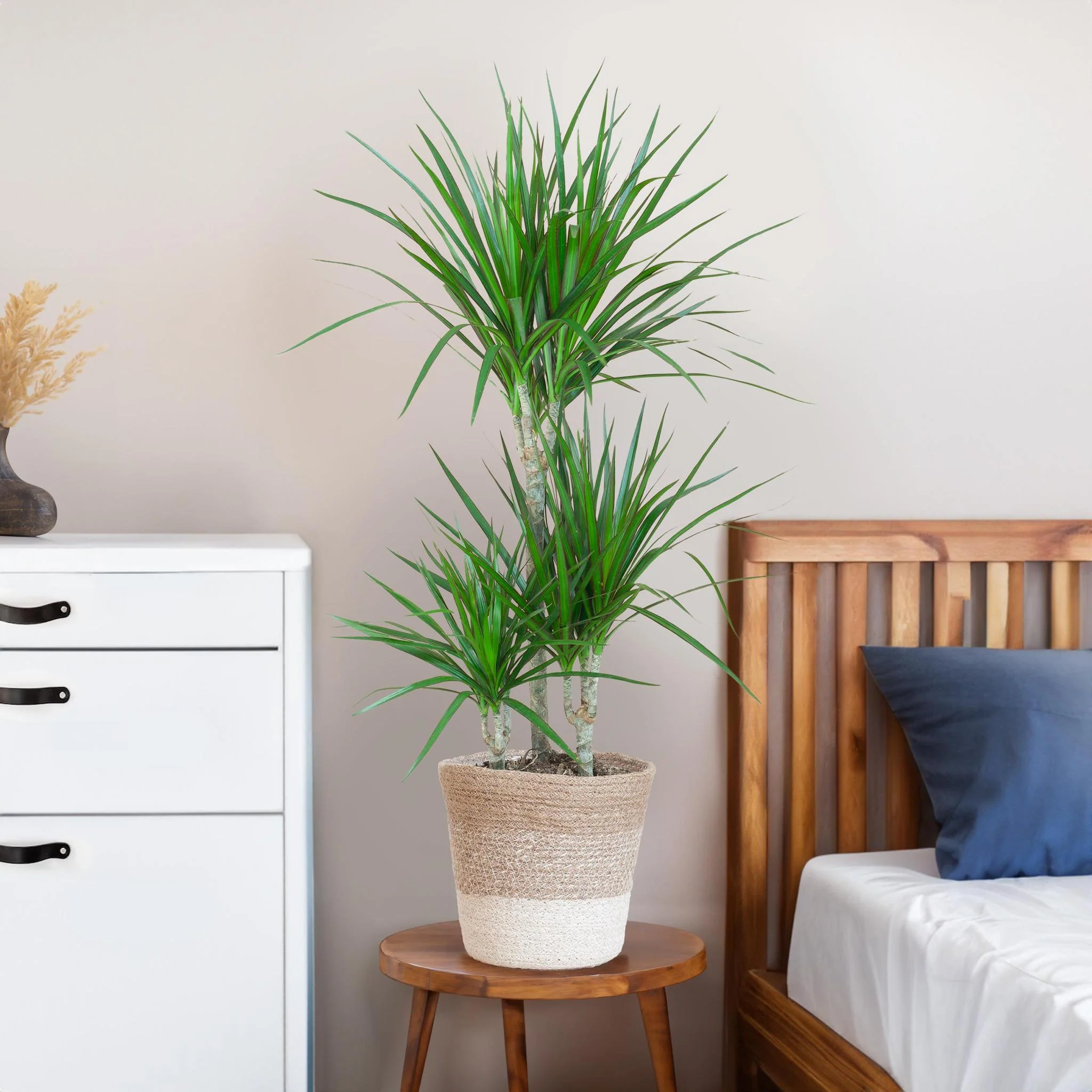 Dracaena Marginata et son pot