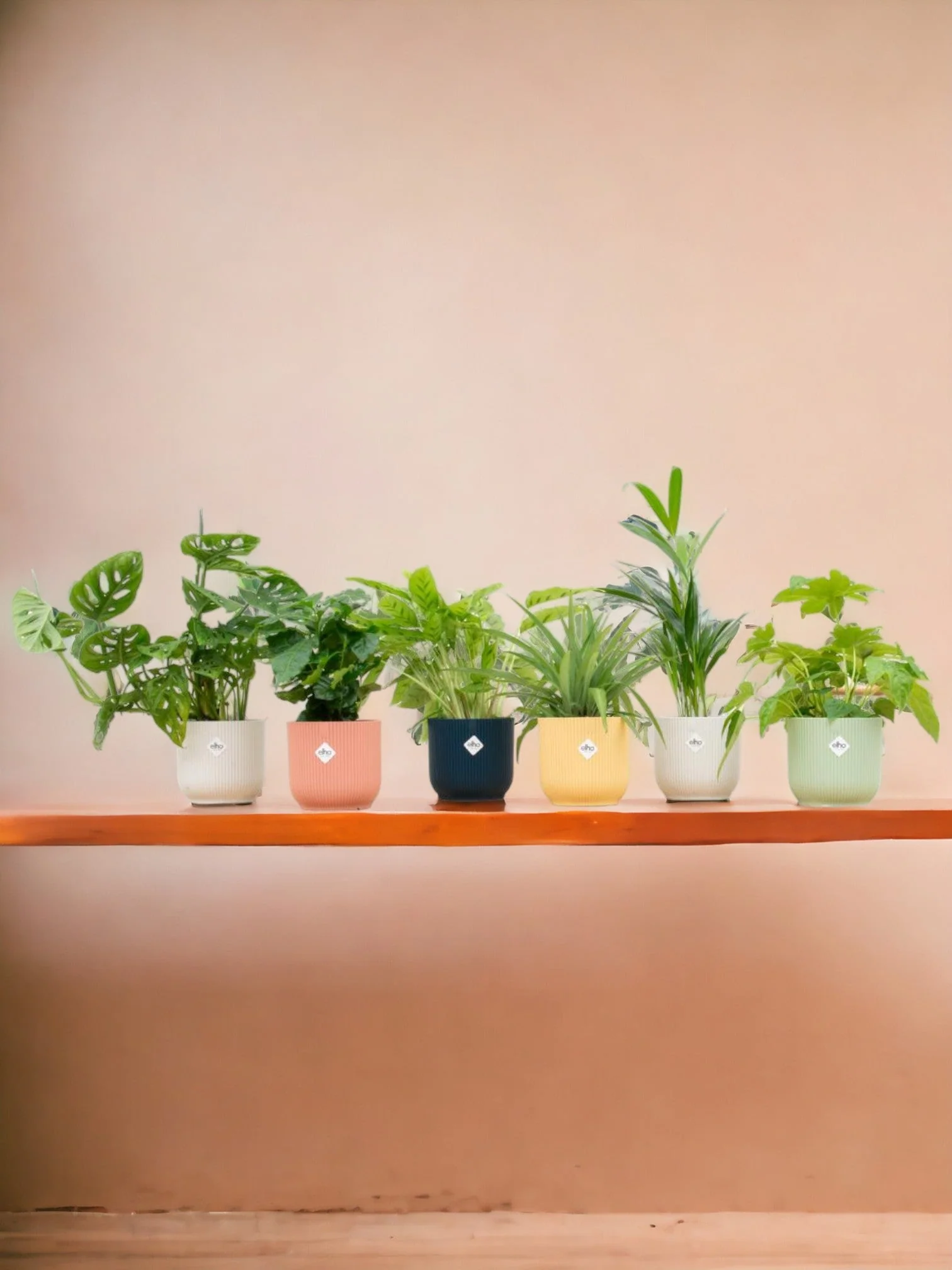 Box surprise 6 plantes+ Cache-Pot