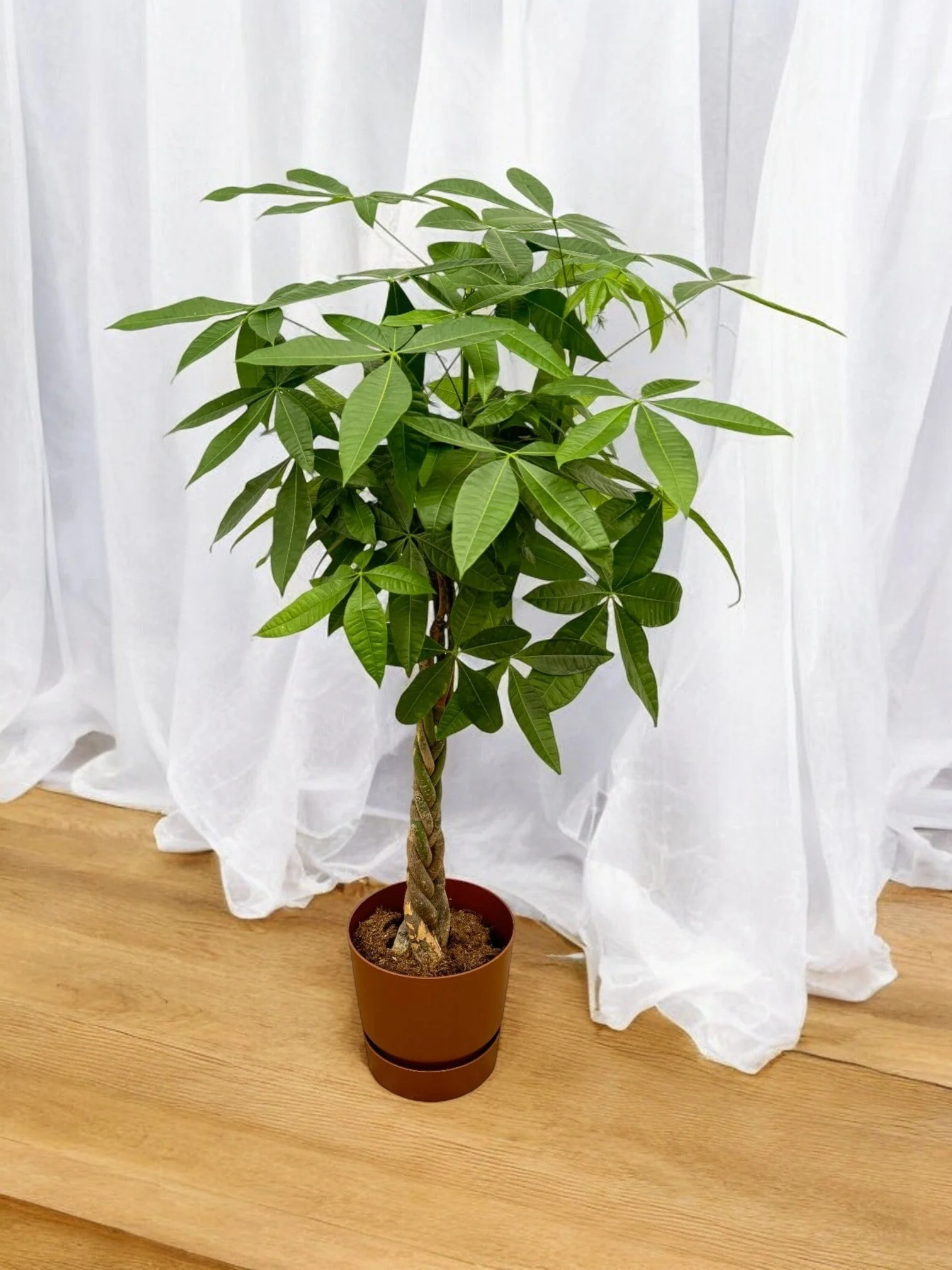 Pachira Aquatica et son pot