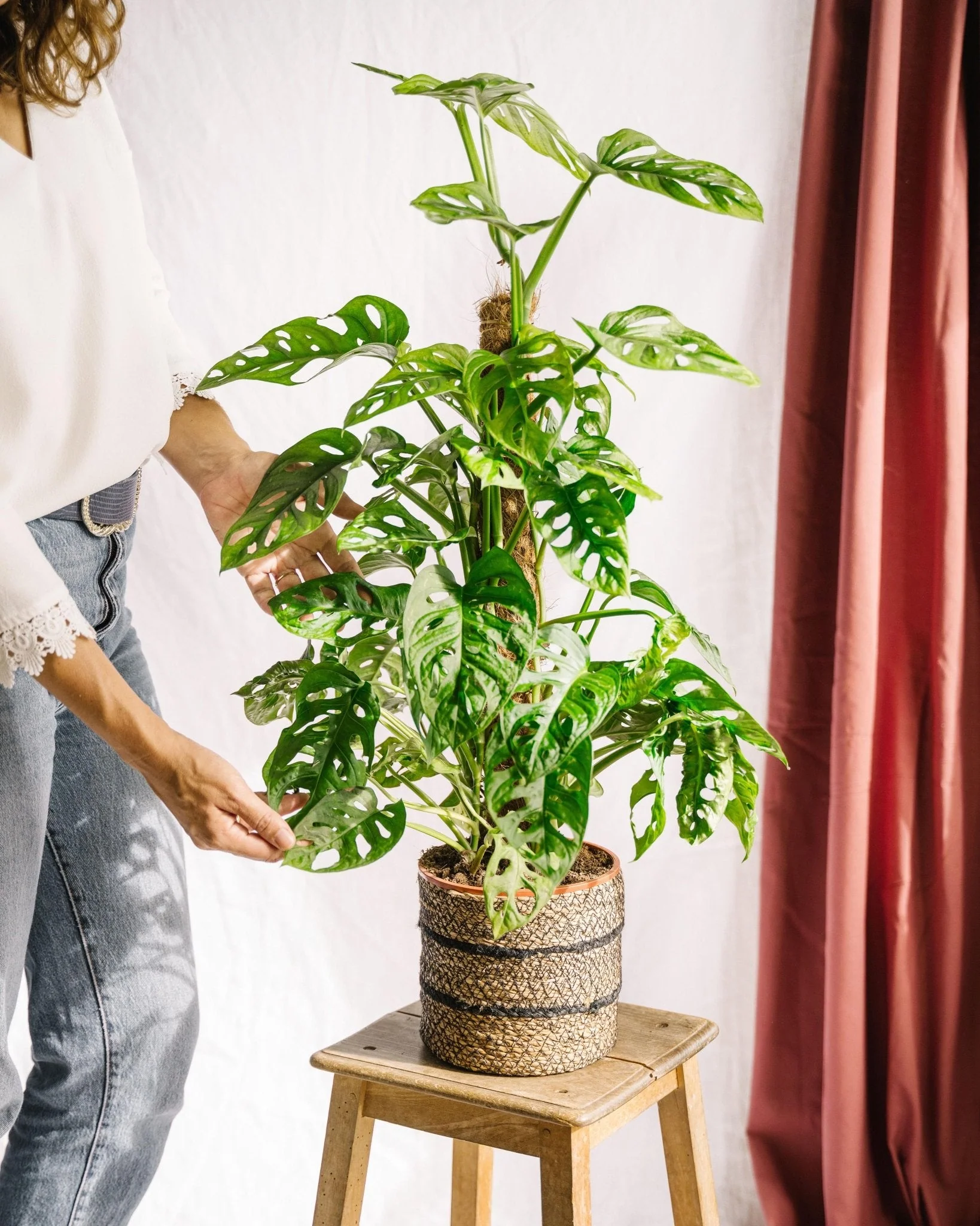 Monstera adansonii tuteur