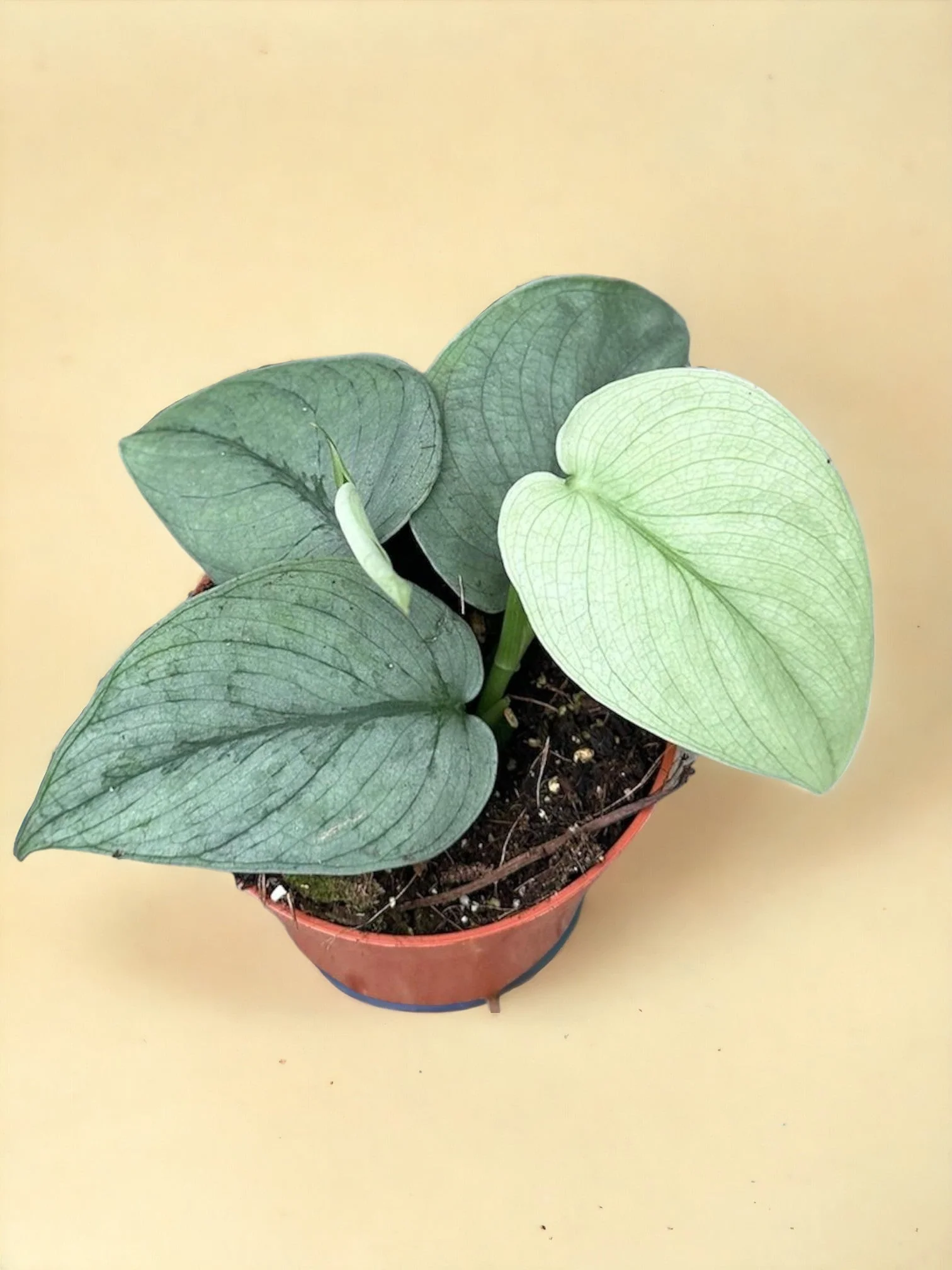 Scindapsus Silver Hero