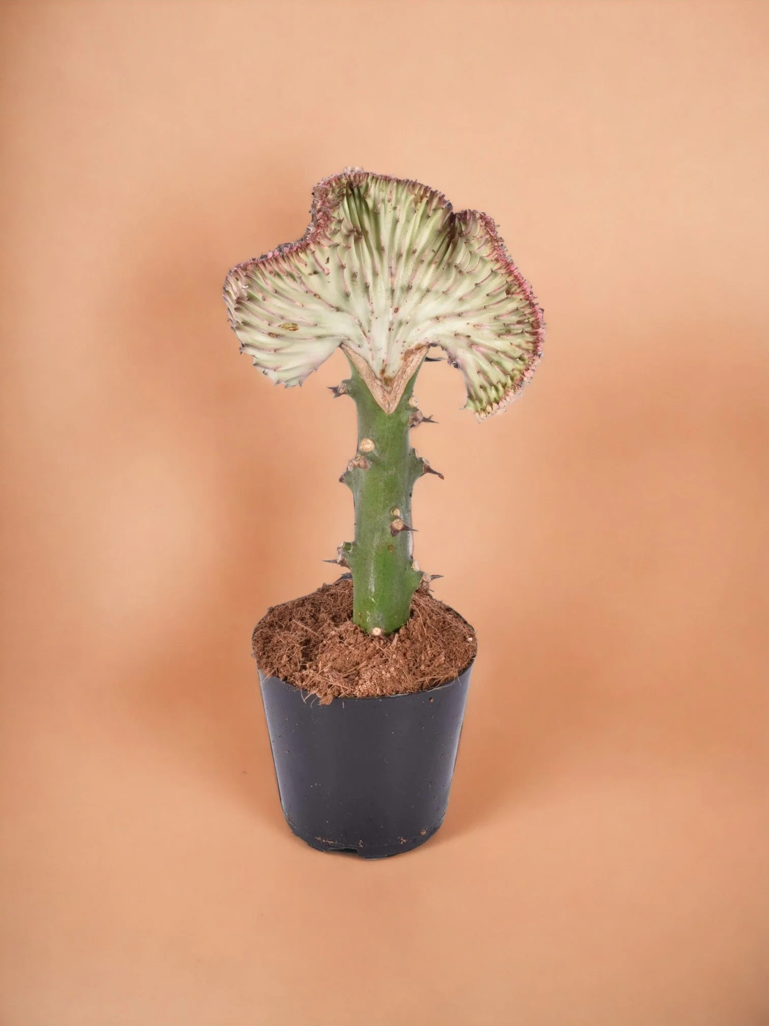 Euphorbe lactea Cristata rood