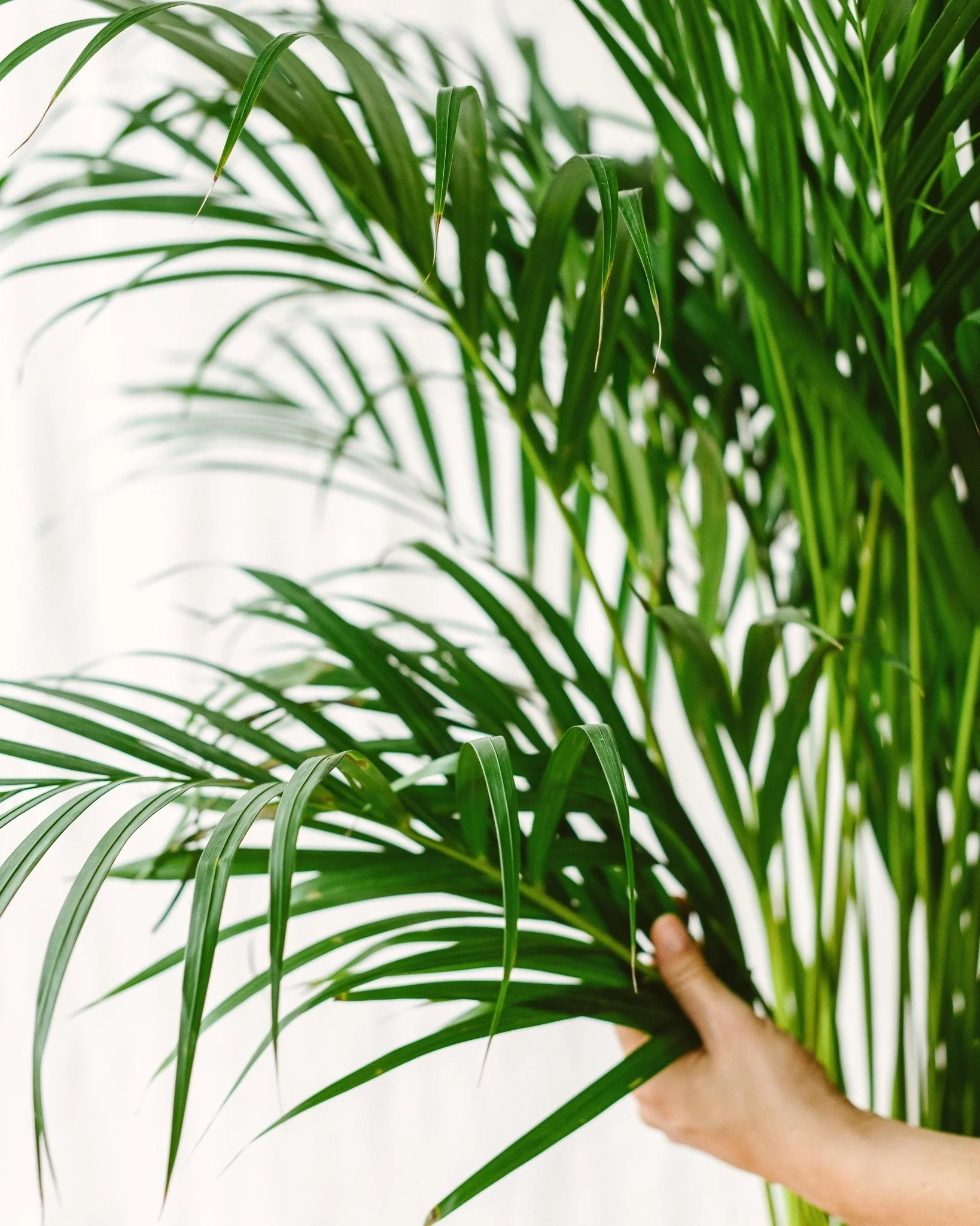 Palmier Areca