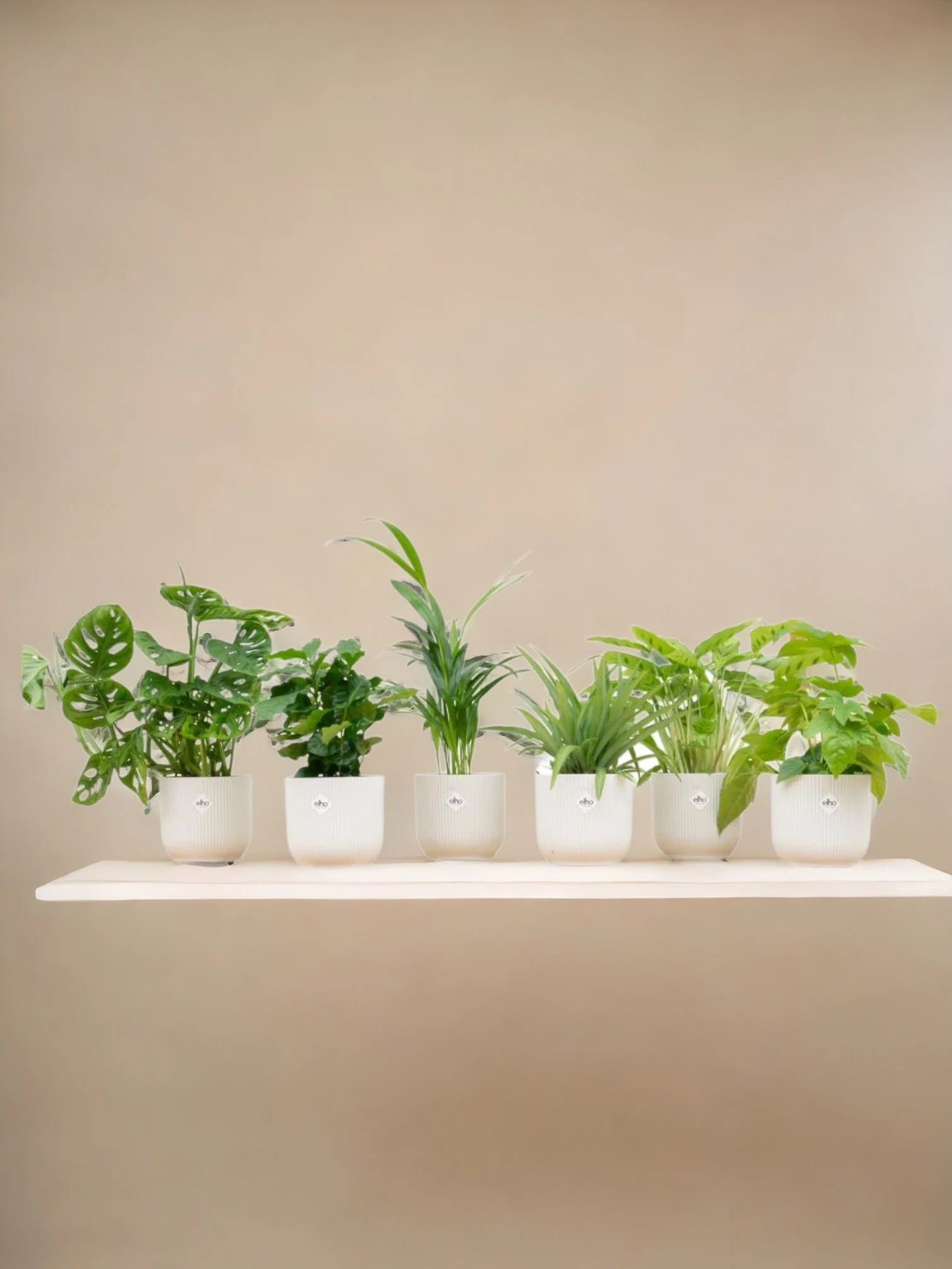 Box surprise 6 plantes+ Cache-Pot