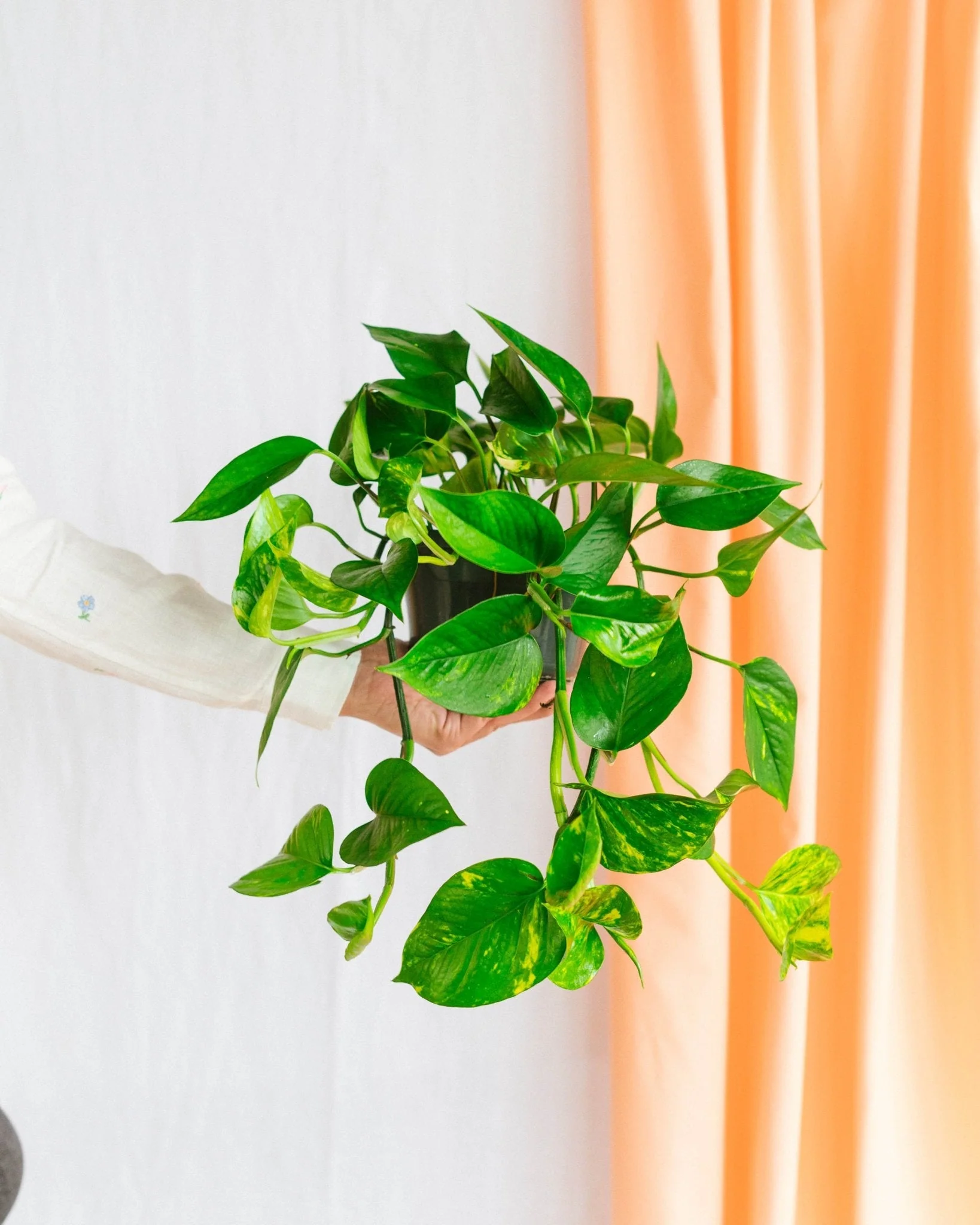 Pothos golden epipremnum