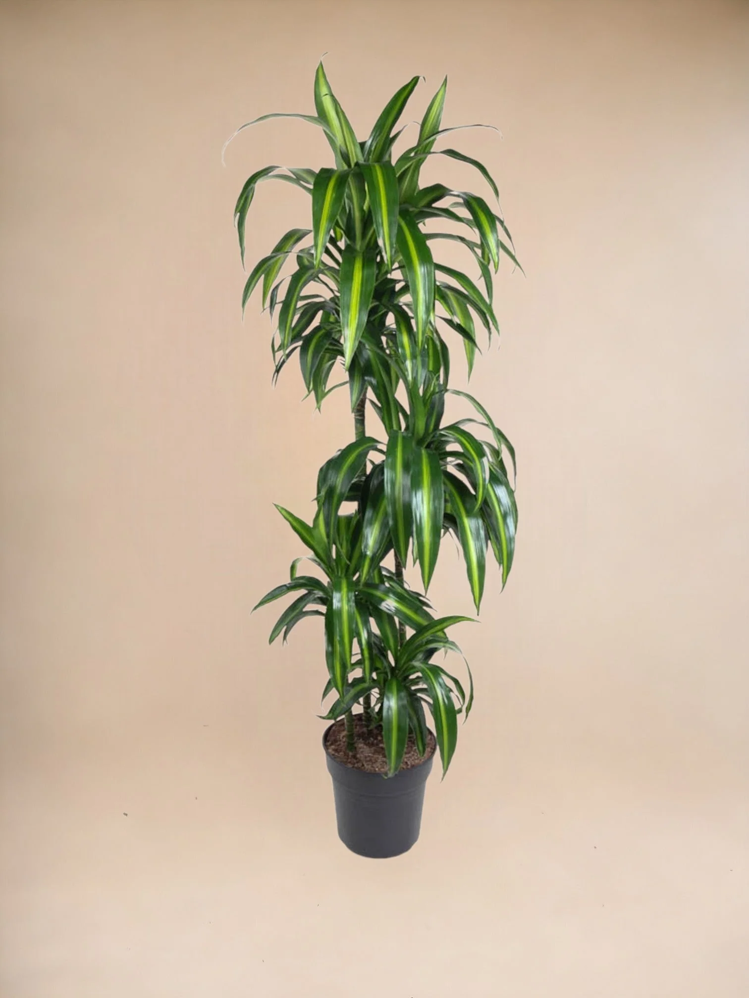 Dracaena Cintho