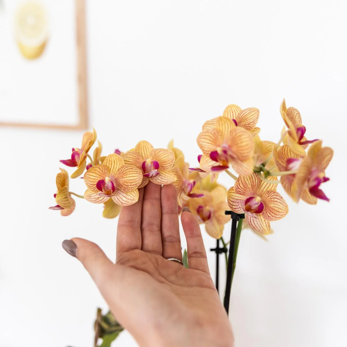 Orchidée Jamaica et son pot