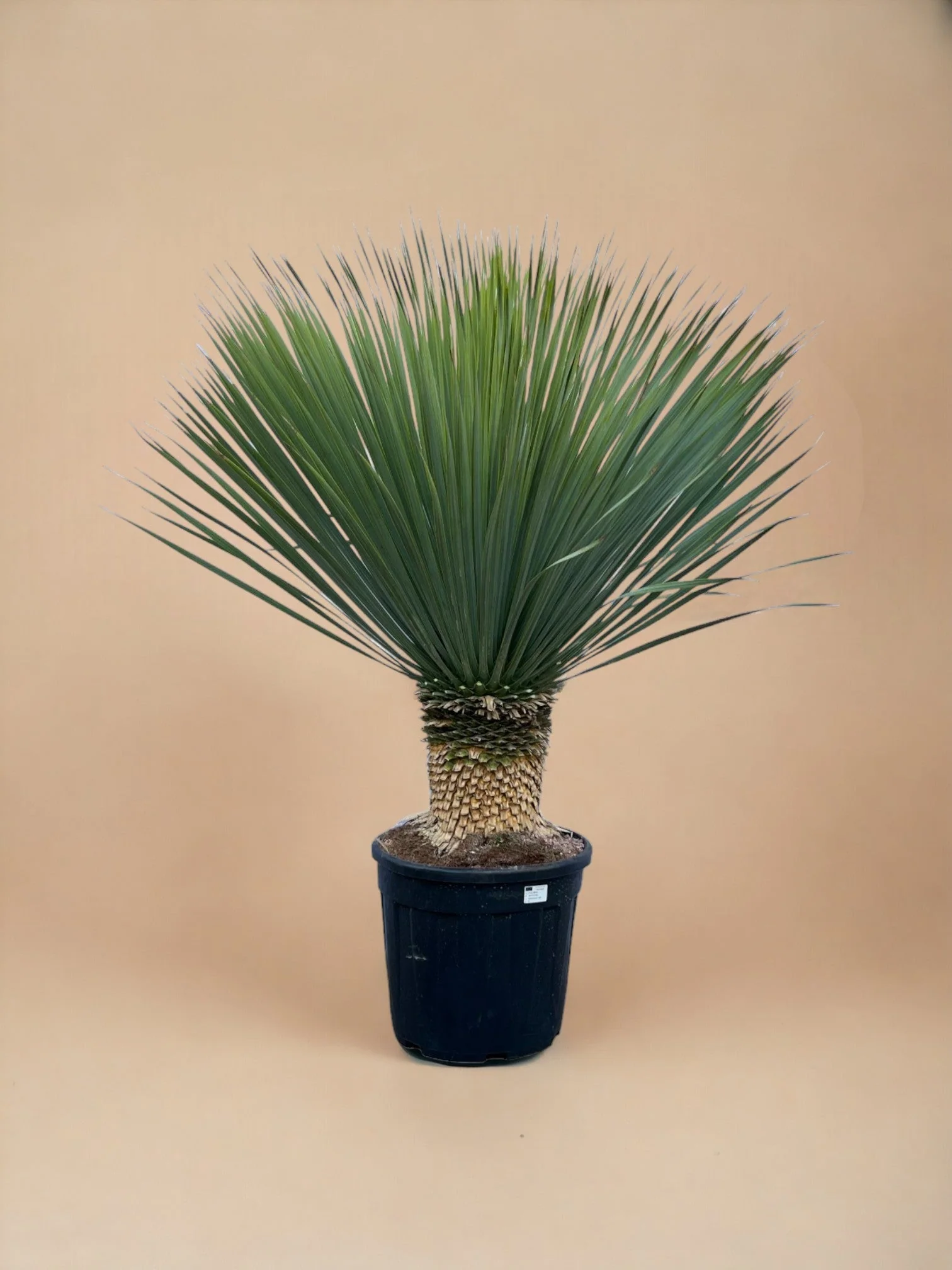 Yucca Rostrata h140cm