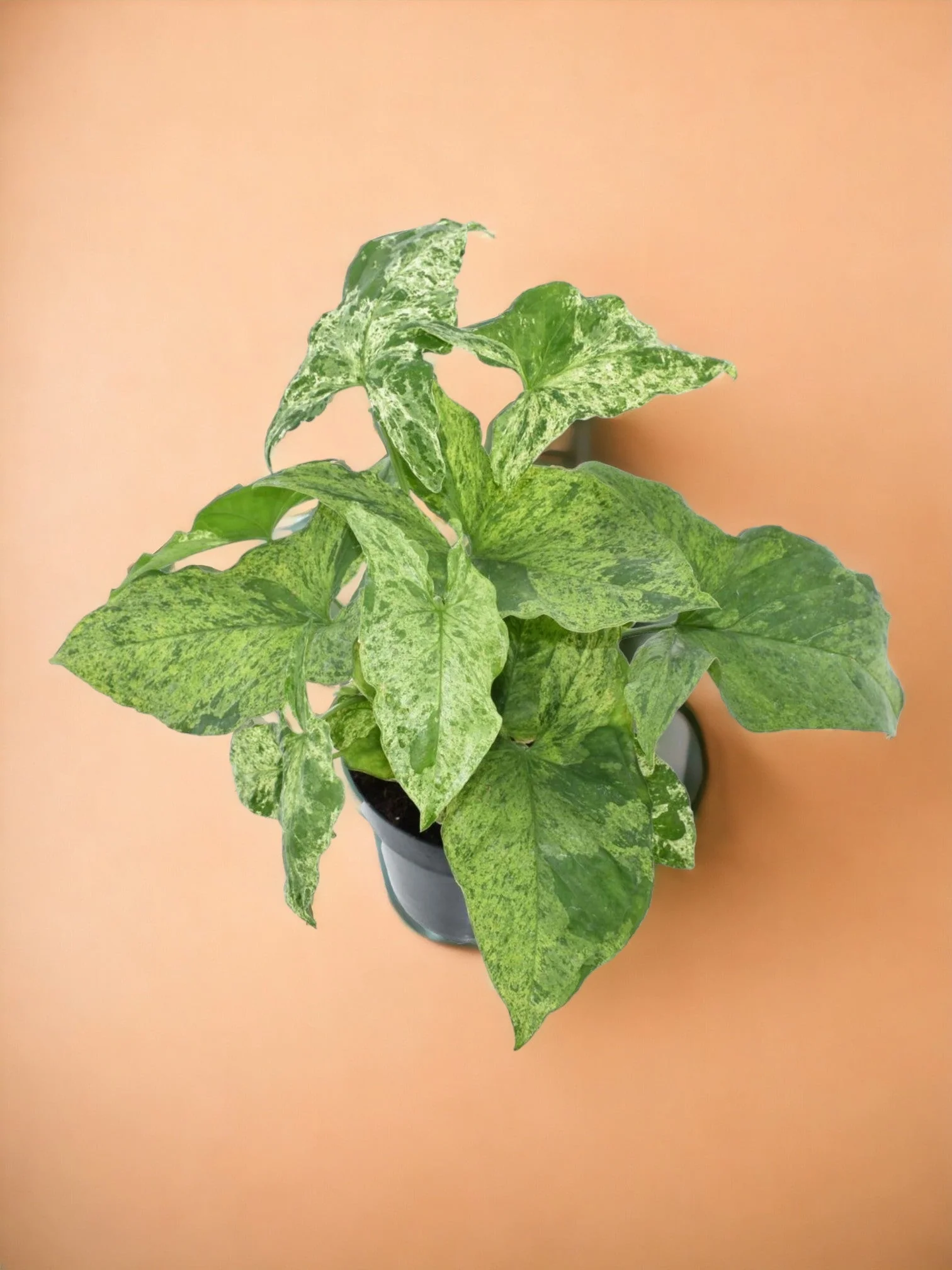 Syngonium Mottled