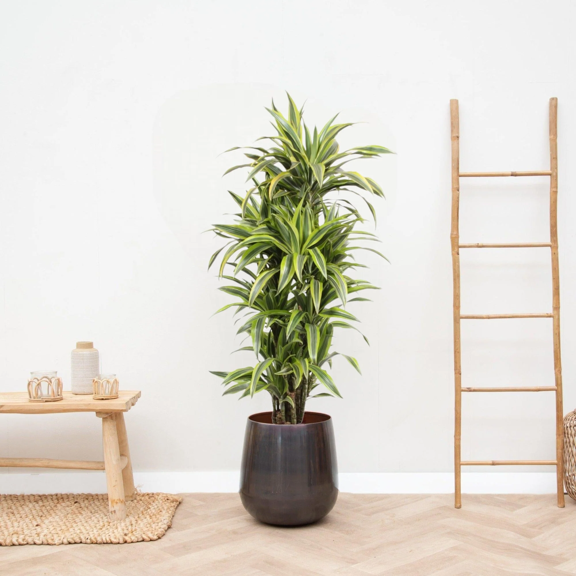 Dracaena Lemon Lime