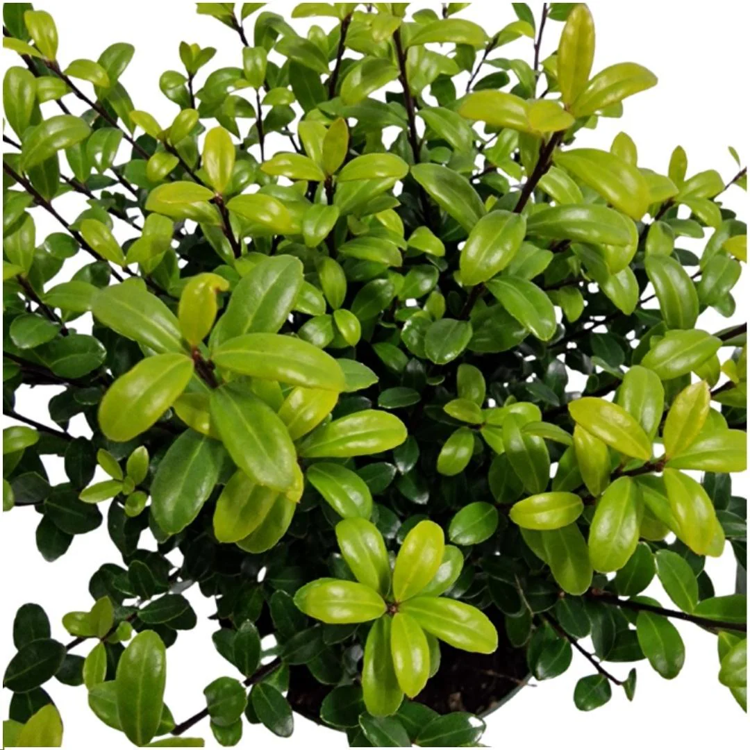 Ilex crenata 'Jenny' x 6 - 1m2