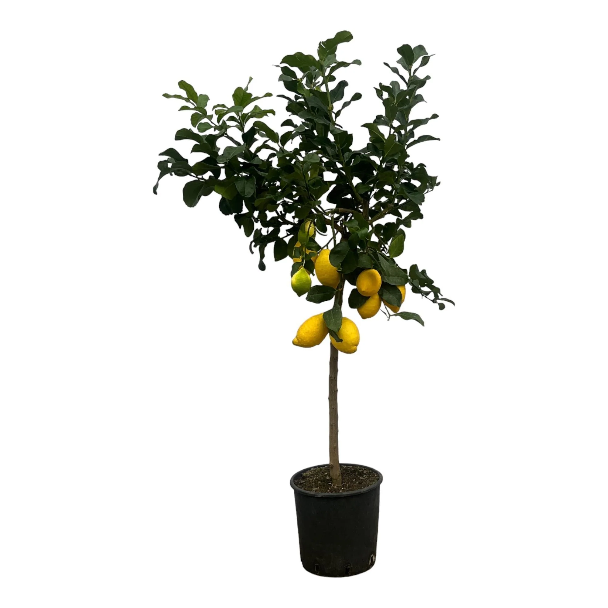 Citronnier