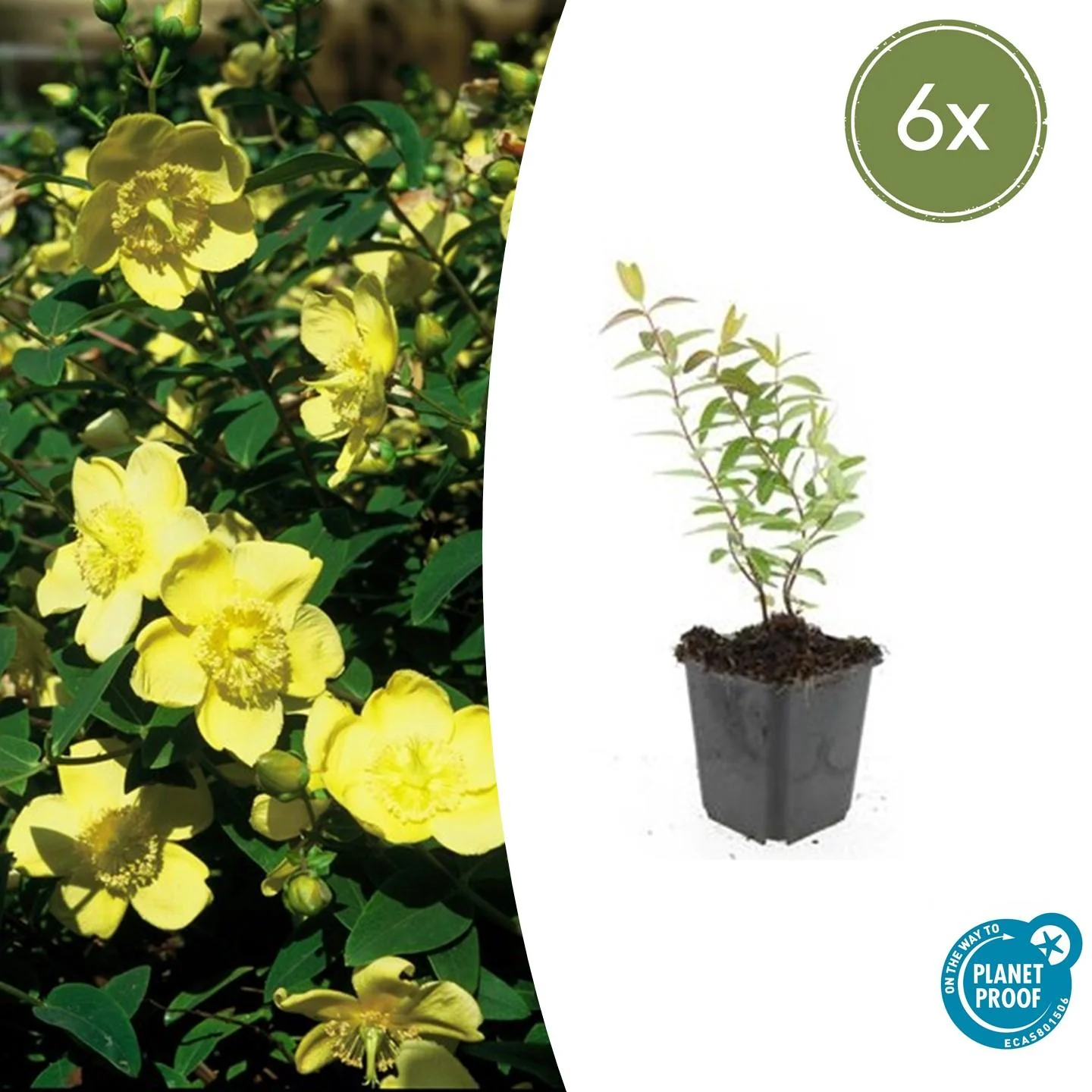 Hypericum - Millepertuis Hidcote