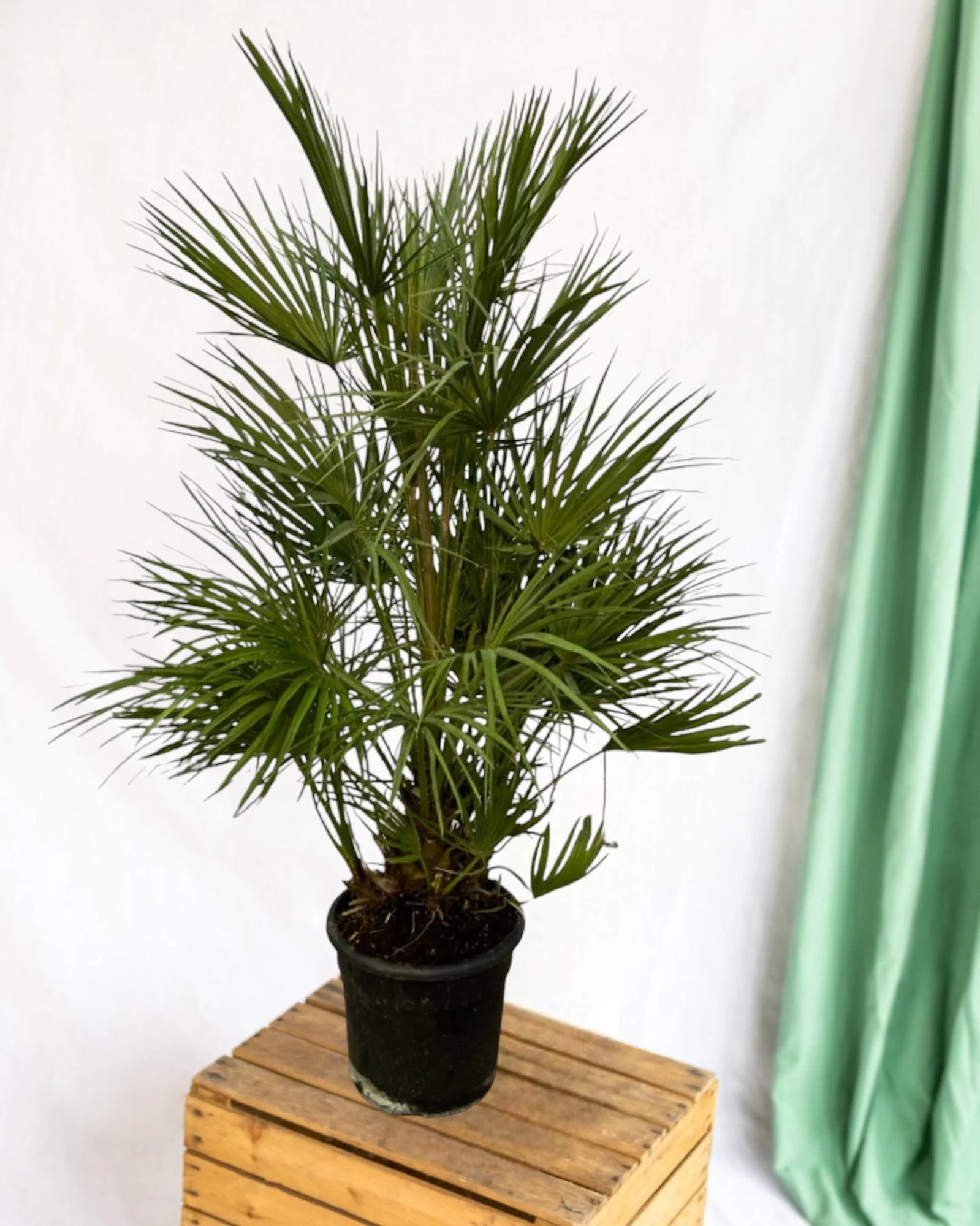 Chamaerops Humilis