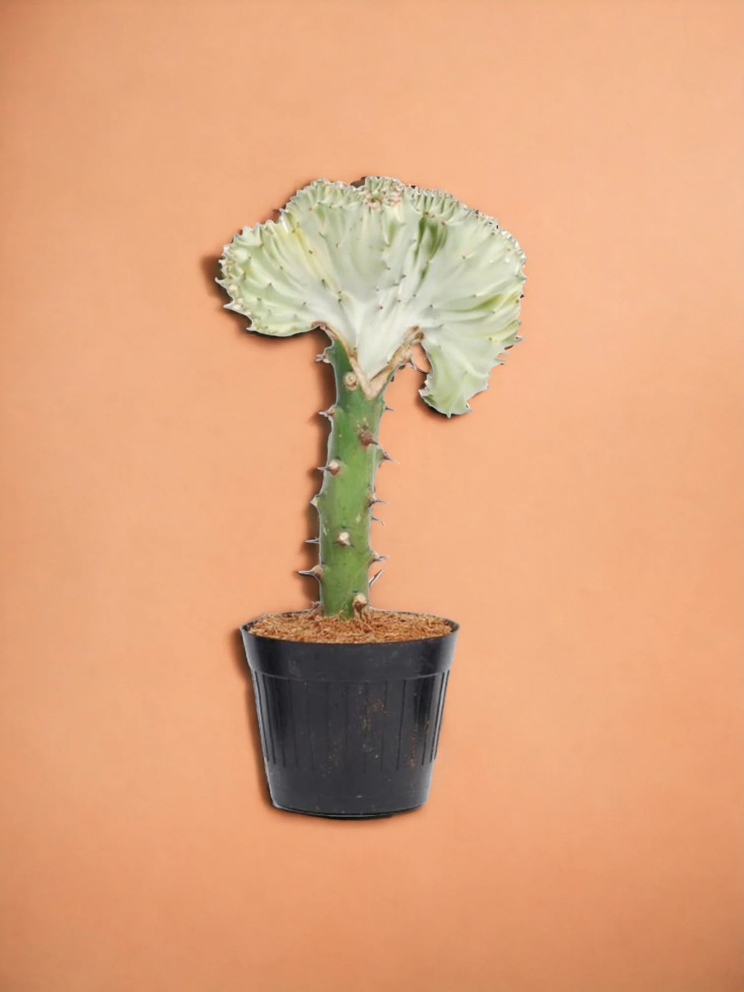 Euphorbia lactea Cristata blanc