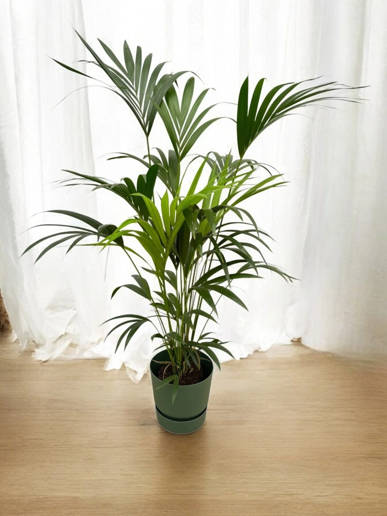 Palmier Kentia 160cm et son pot