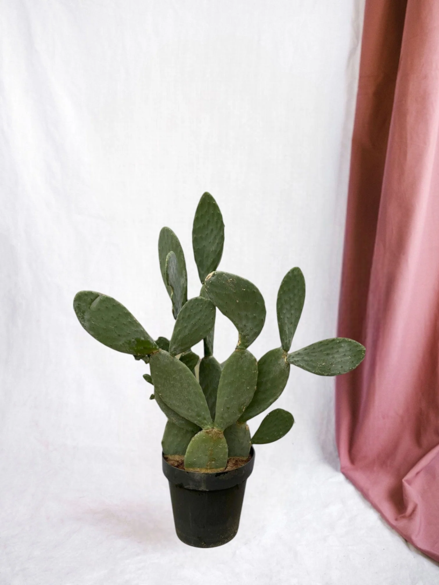 Opuntia Ficus Indica